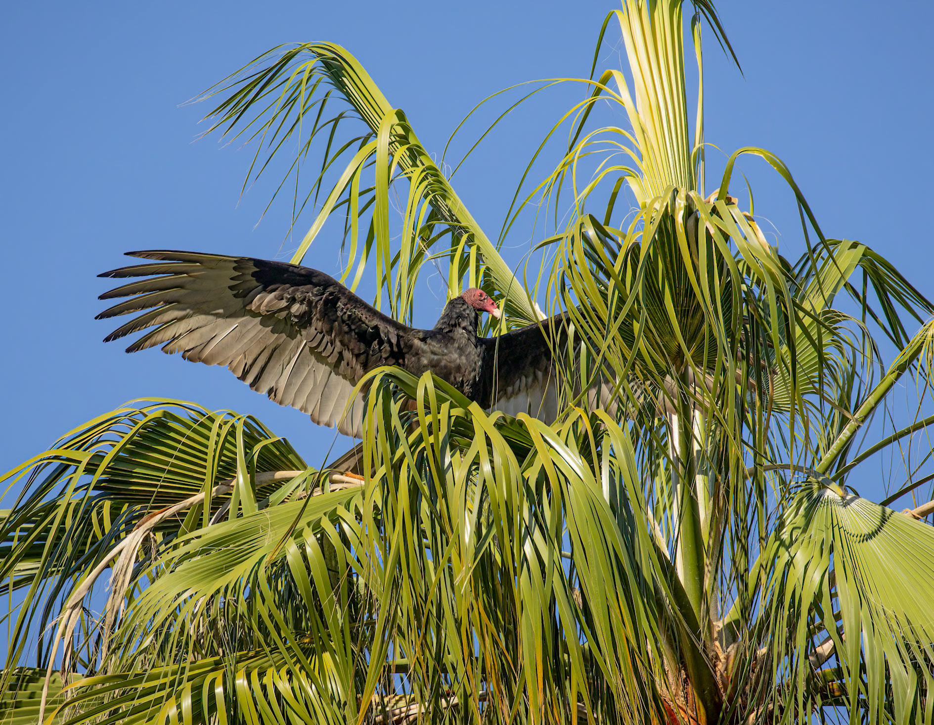 Turkey Vulture