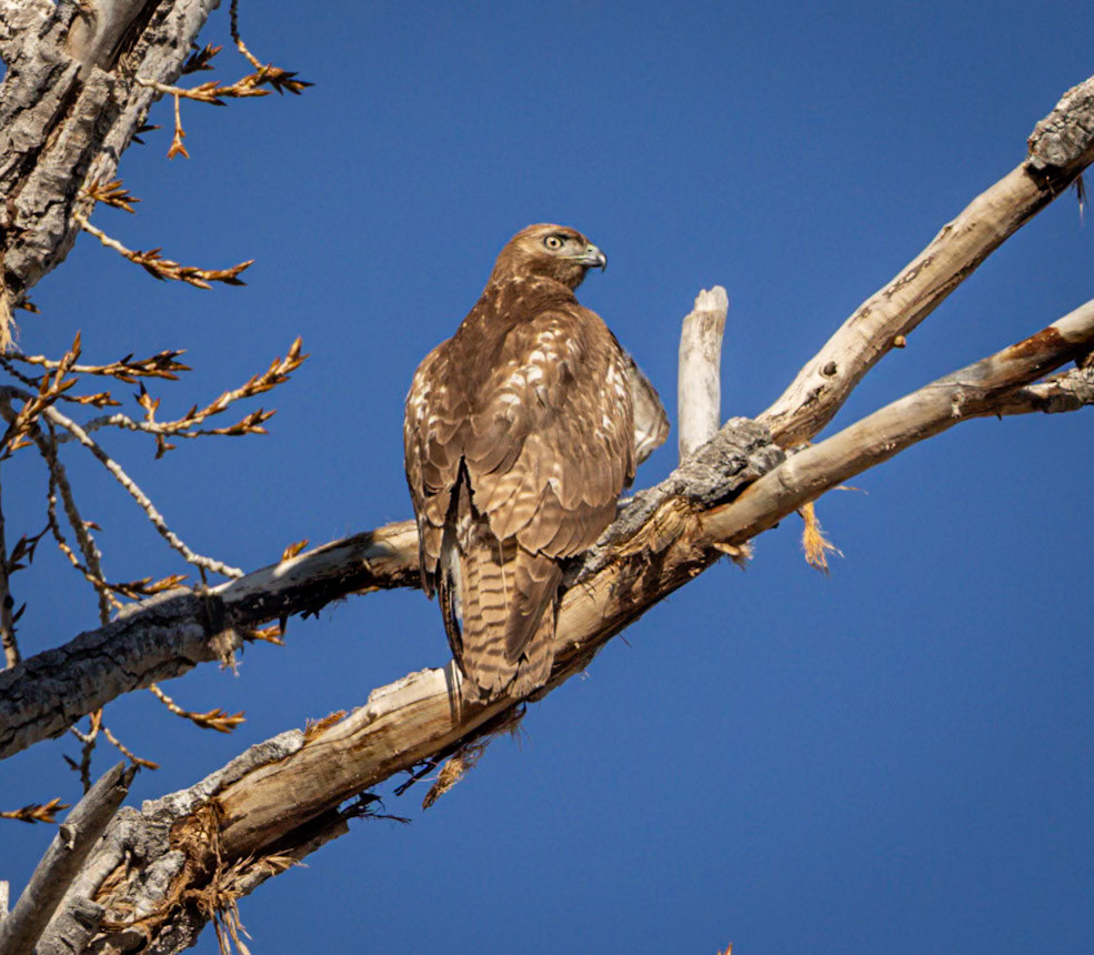 Red-tailed Hawk