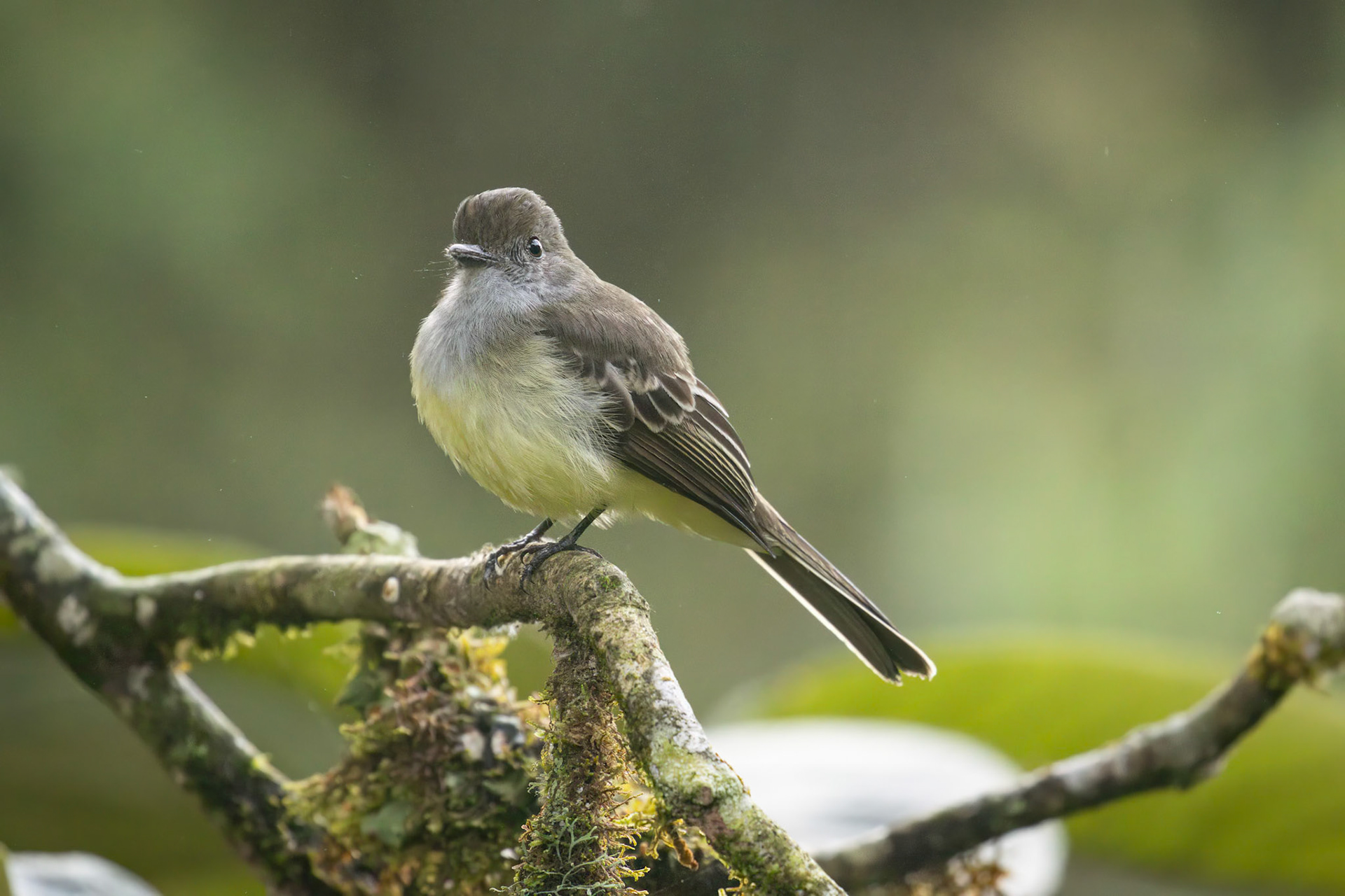 Pale-edged Flycatcher