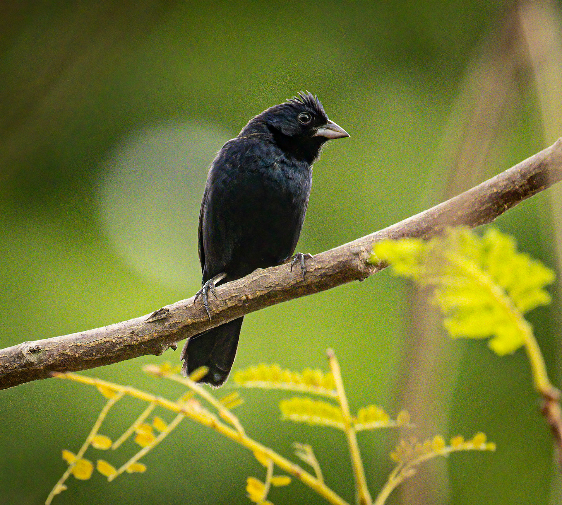 Blue-black Grassquit (AKA "Johnny Jump-up")