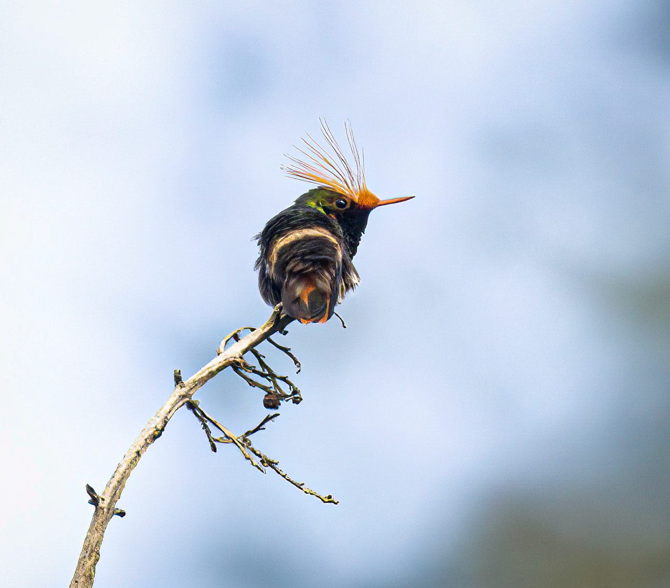Rufous-crested Coquette