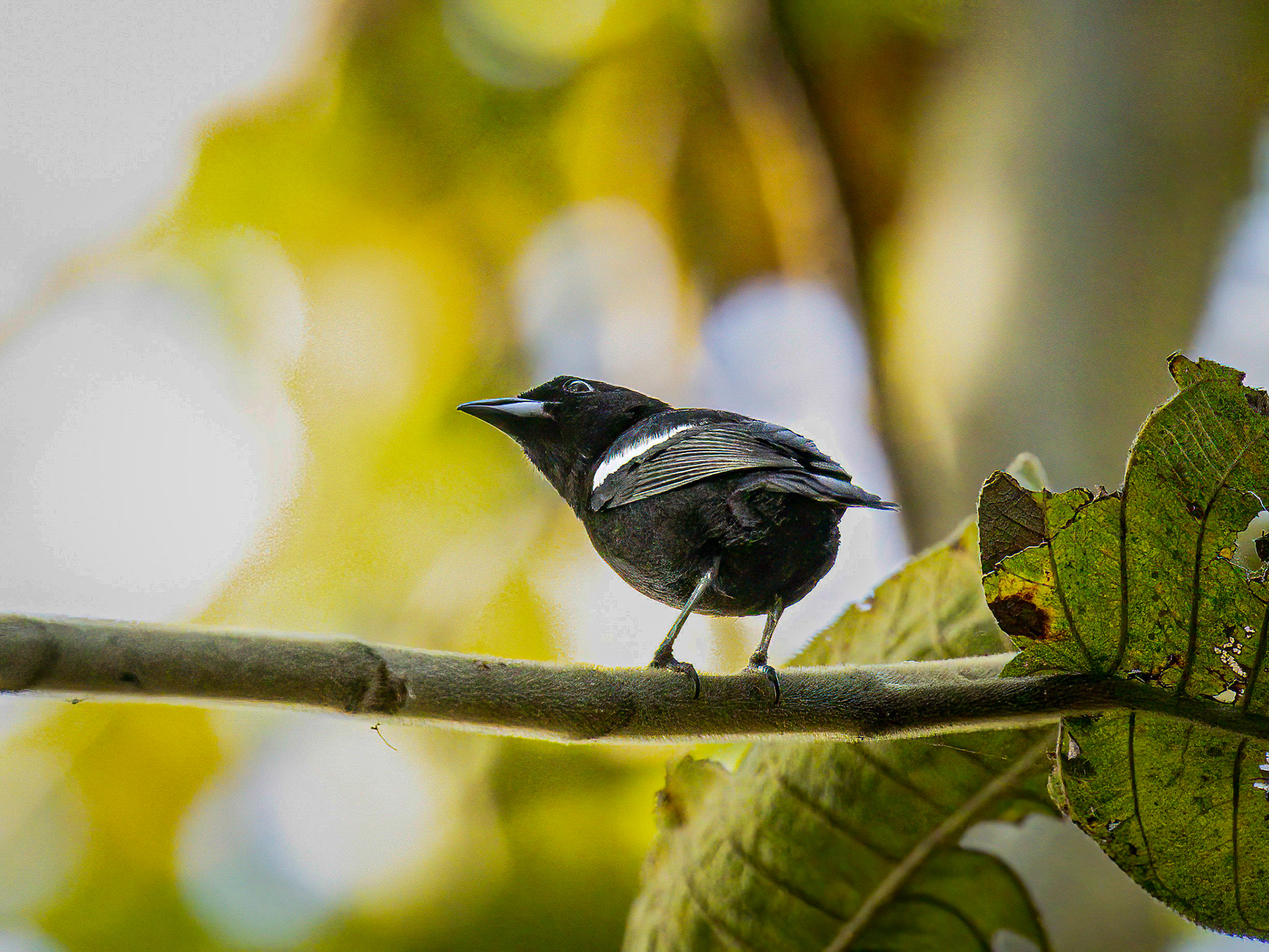 White-shouldered Tanager in Metropolitan park