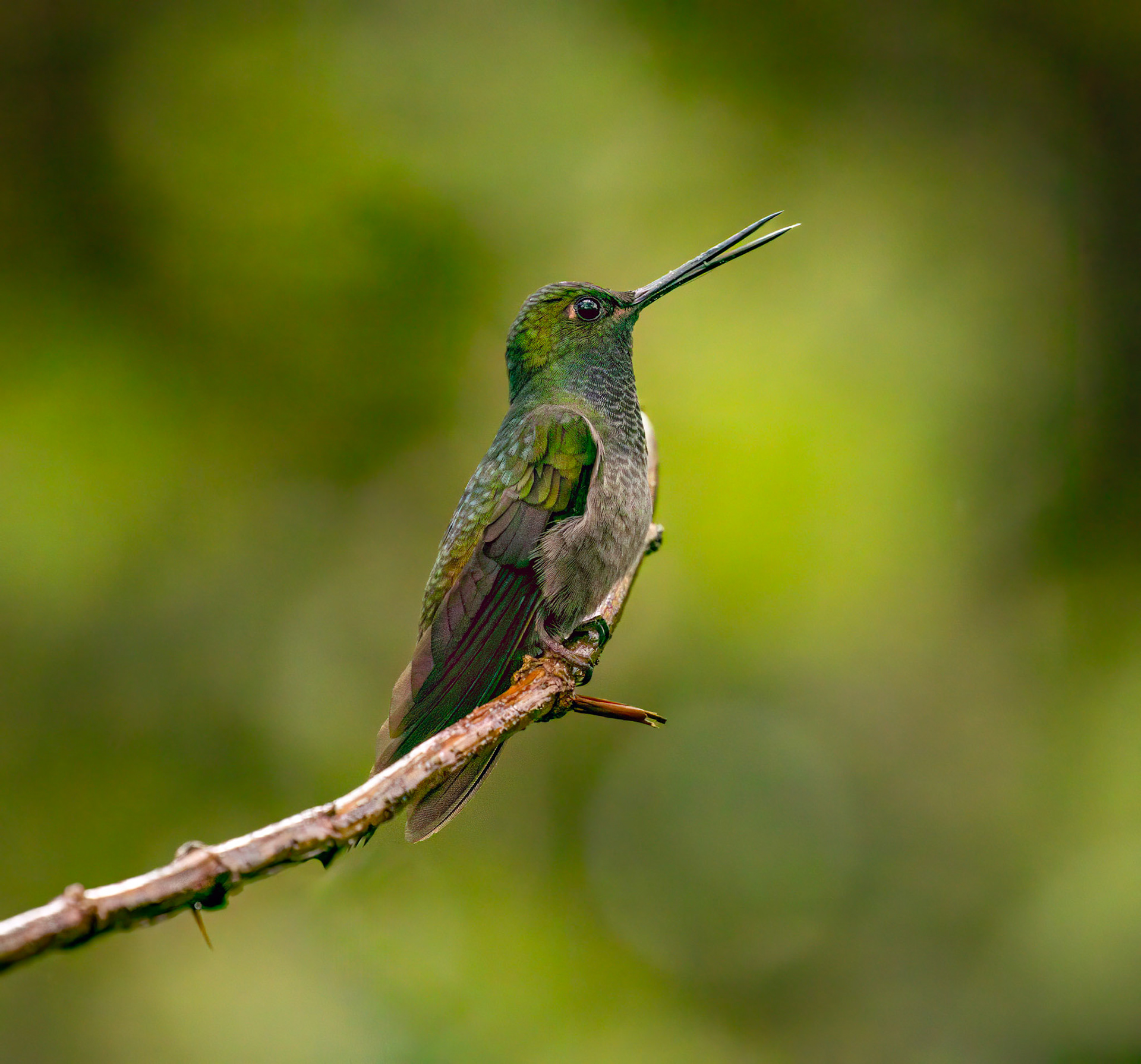 Green-backed Hillstar