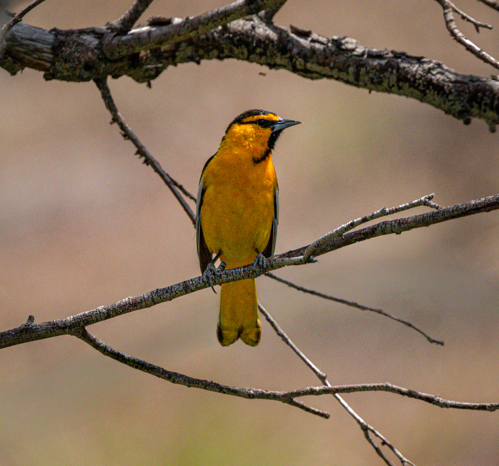 Bullock's Oriole