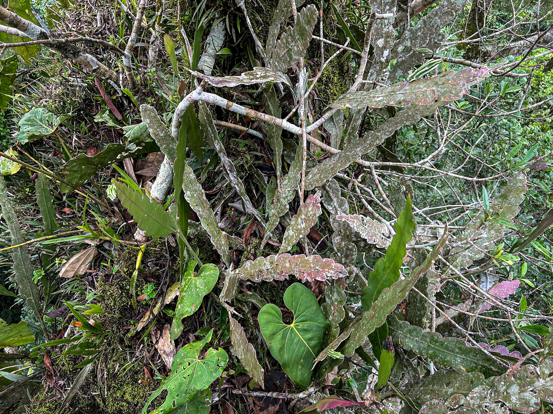 Sani Lodge Tower in Kapok Tree