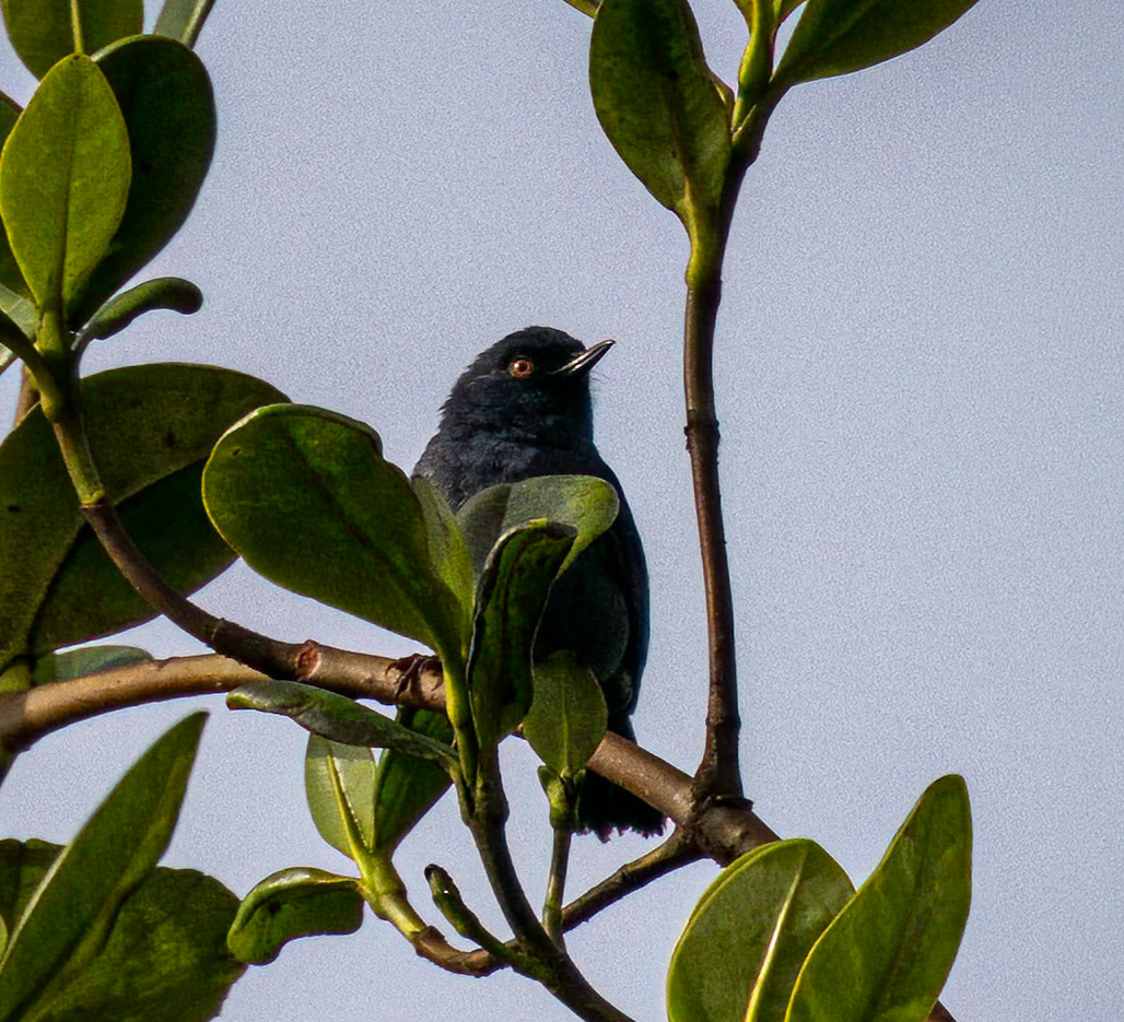Black Flowerpiercer