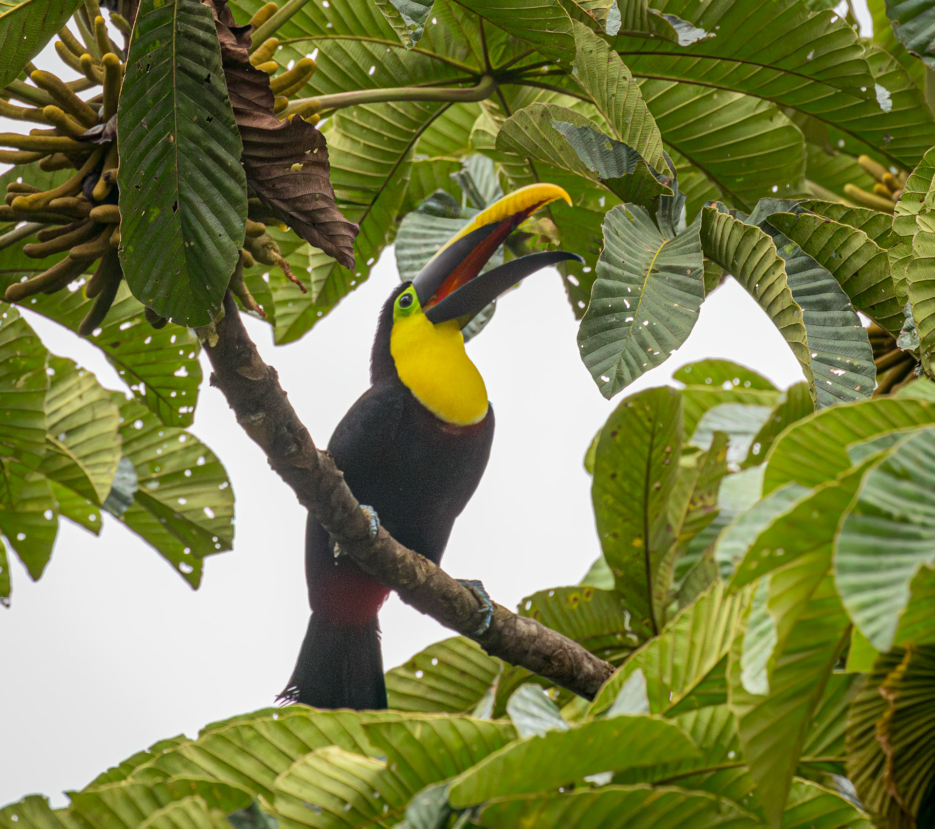 Yellow-throated Toucan