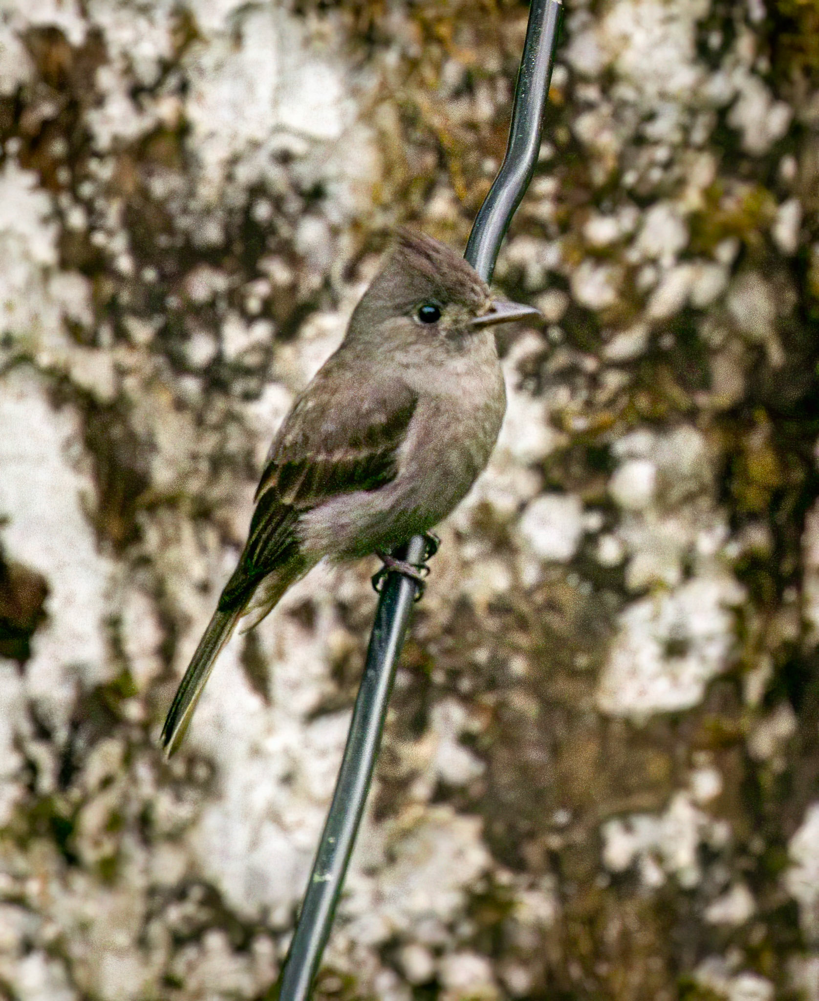Smoke-colored Pewee