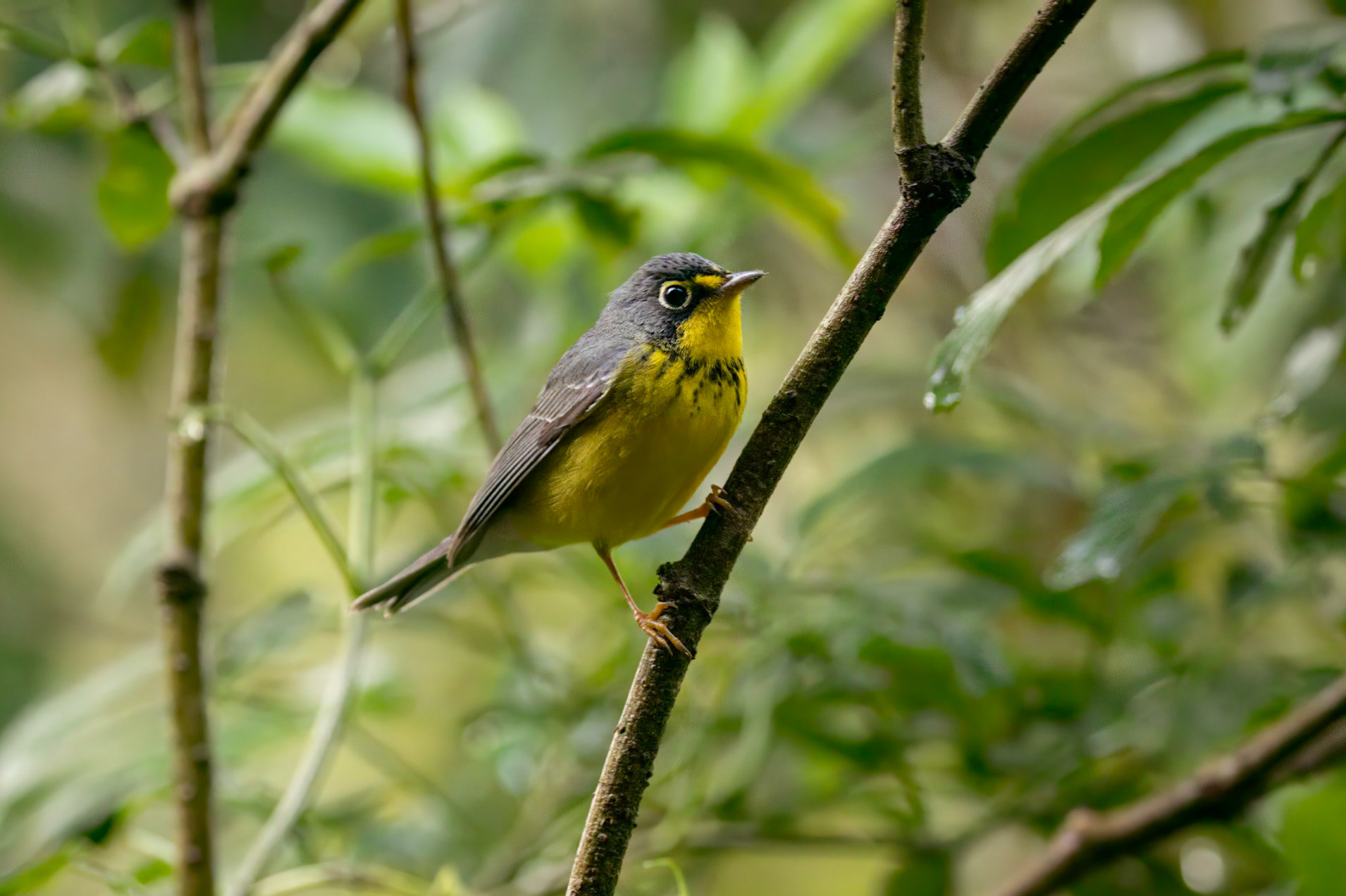 Canada Warbler