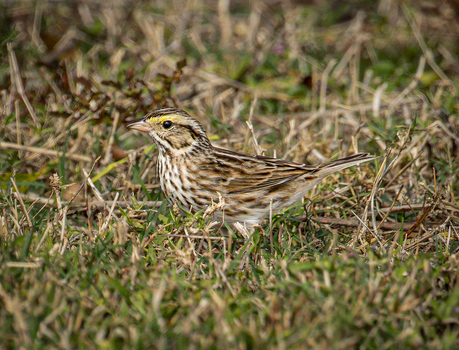 Savannah Sparrow