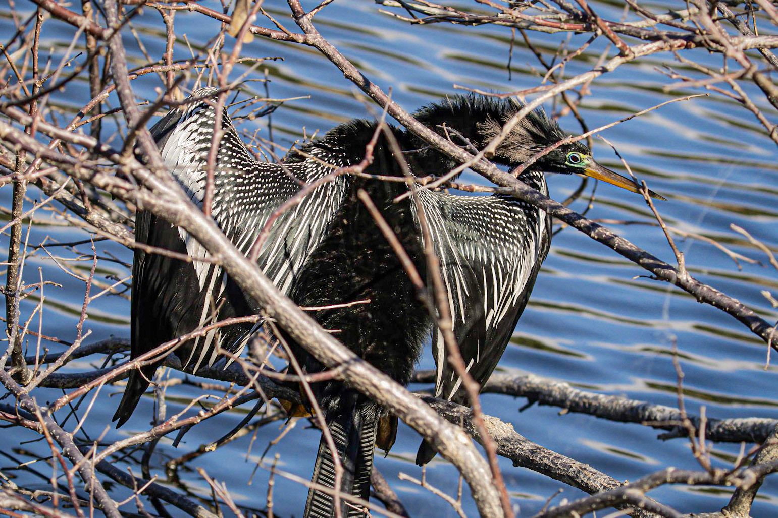 Anhinga