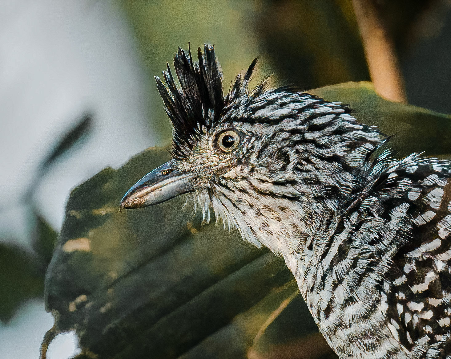 Barred Antshike outside Radisson Hotel