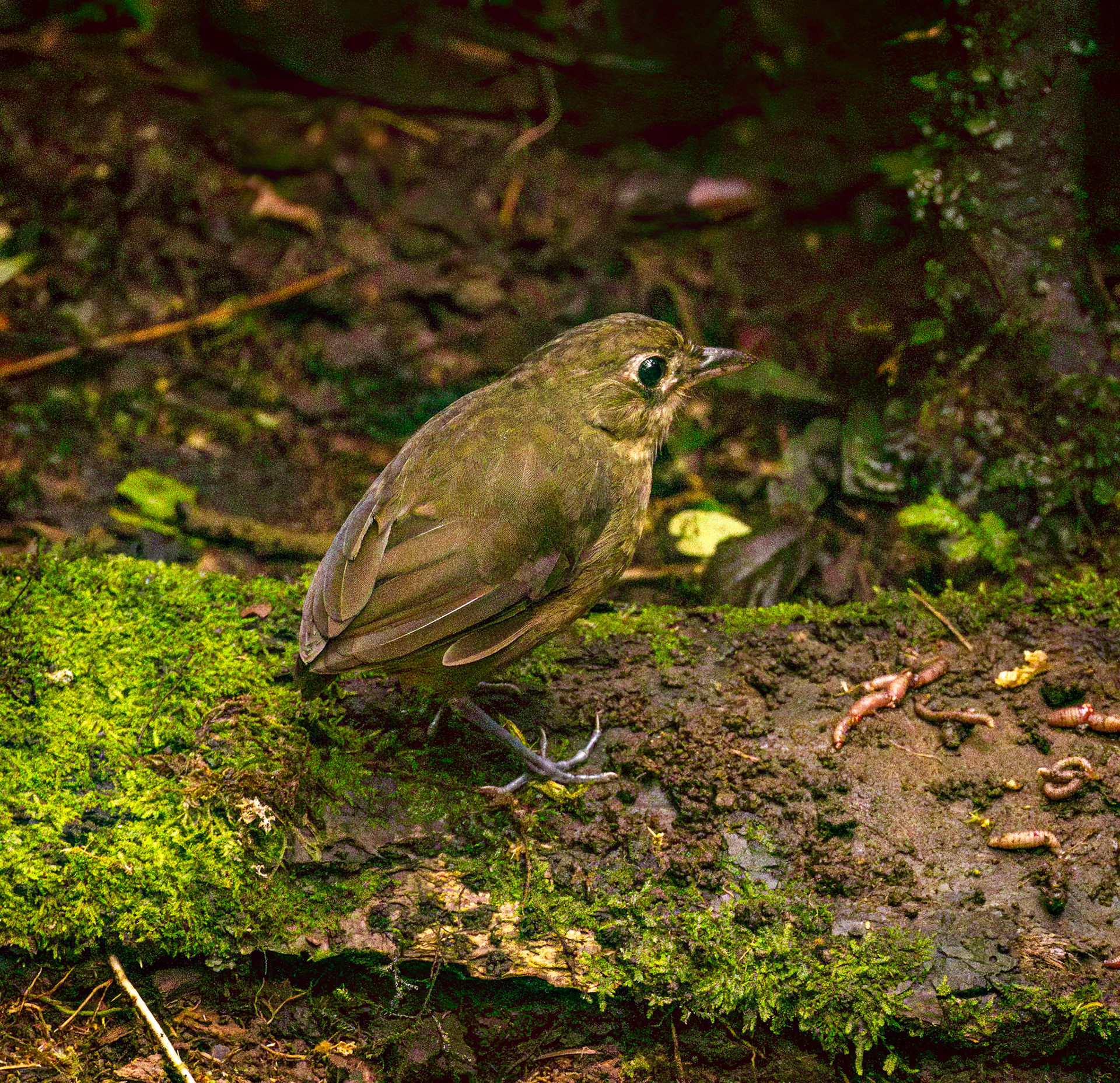 Plain-backed Antpitta