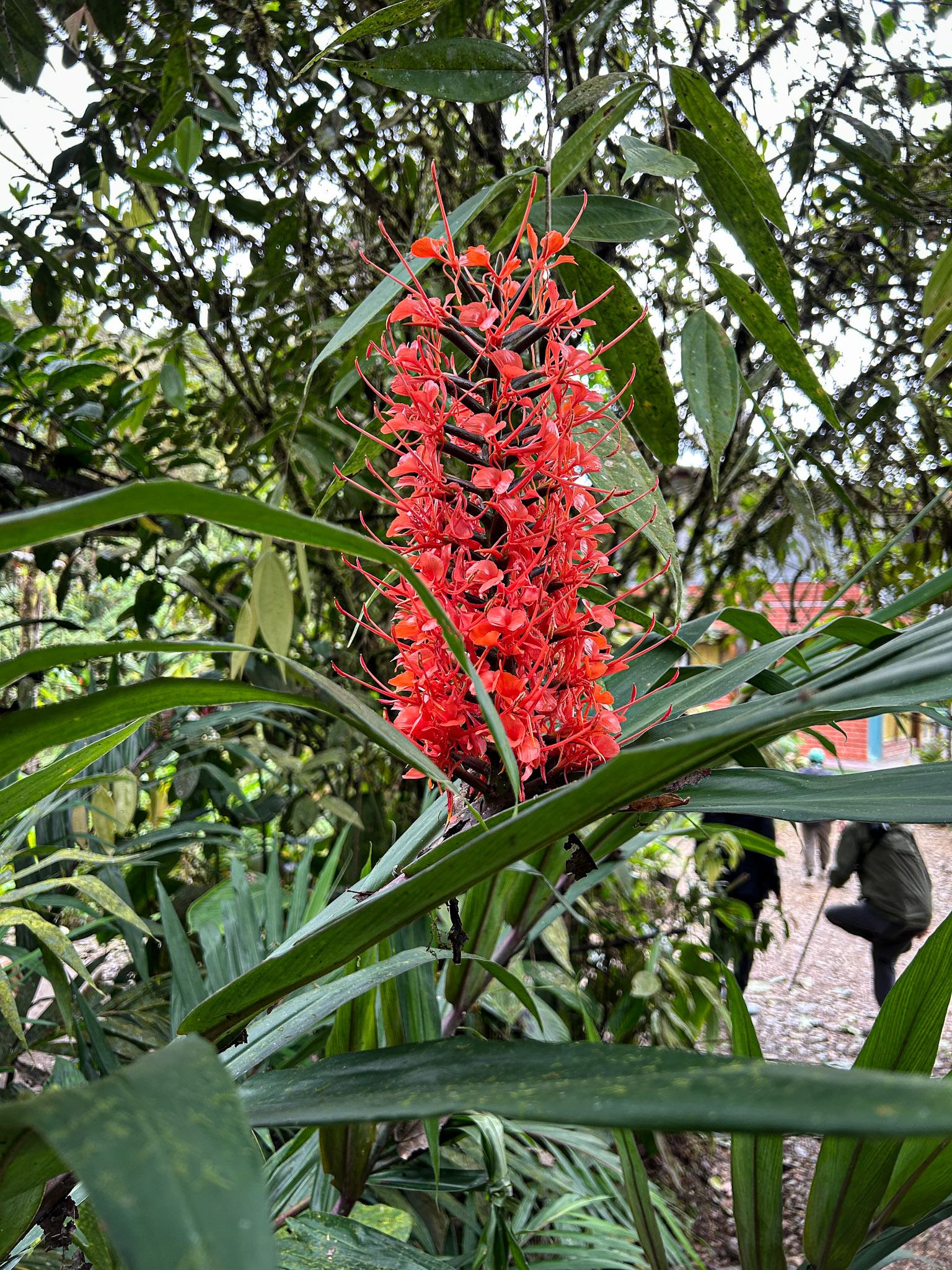 Reserva Mashpi-Amagusa