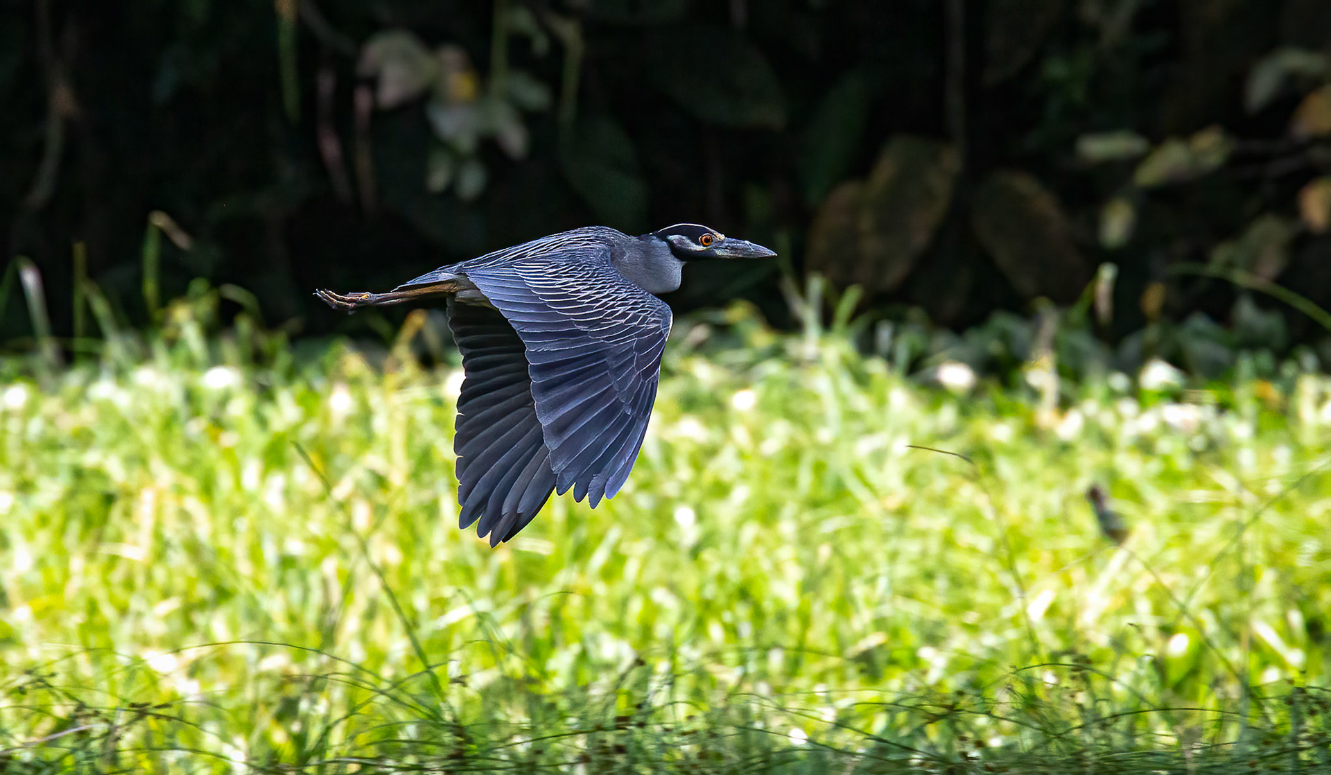 Yellow-crowned Night-Heron