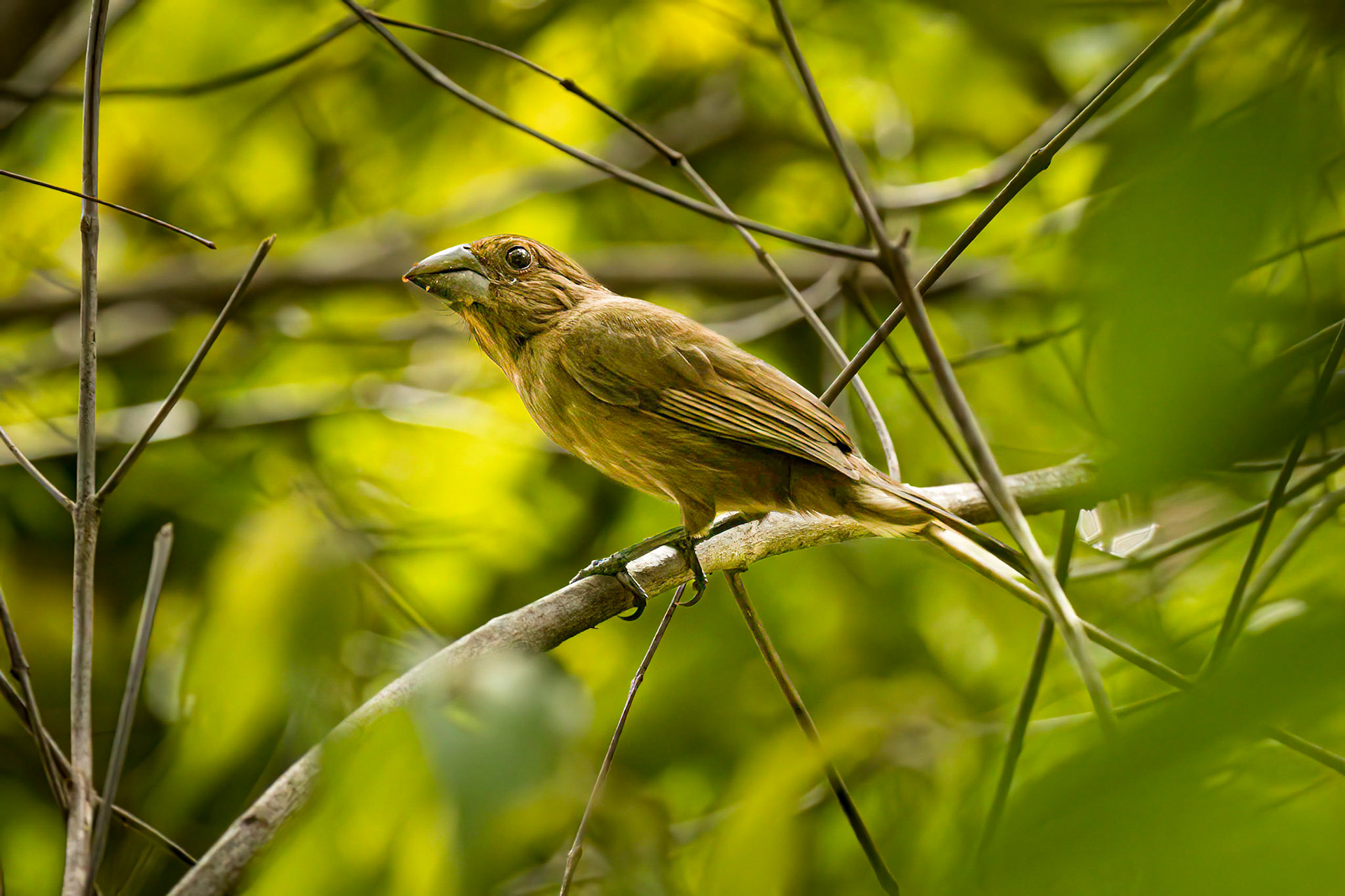Thick-billed Seed Finch