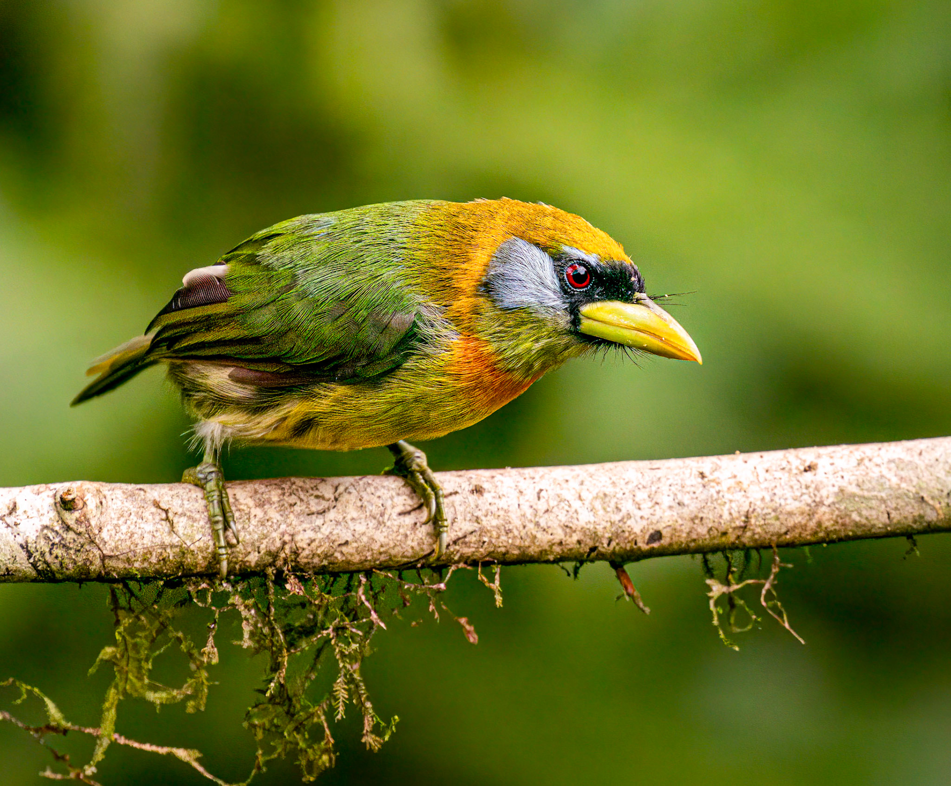 Red-headed Barbet