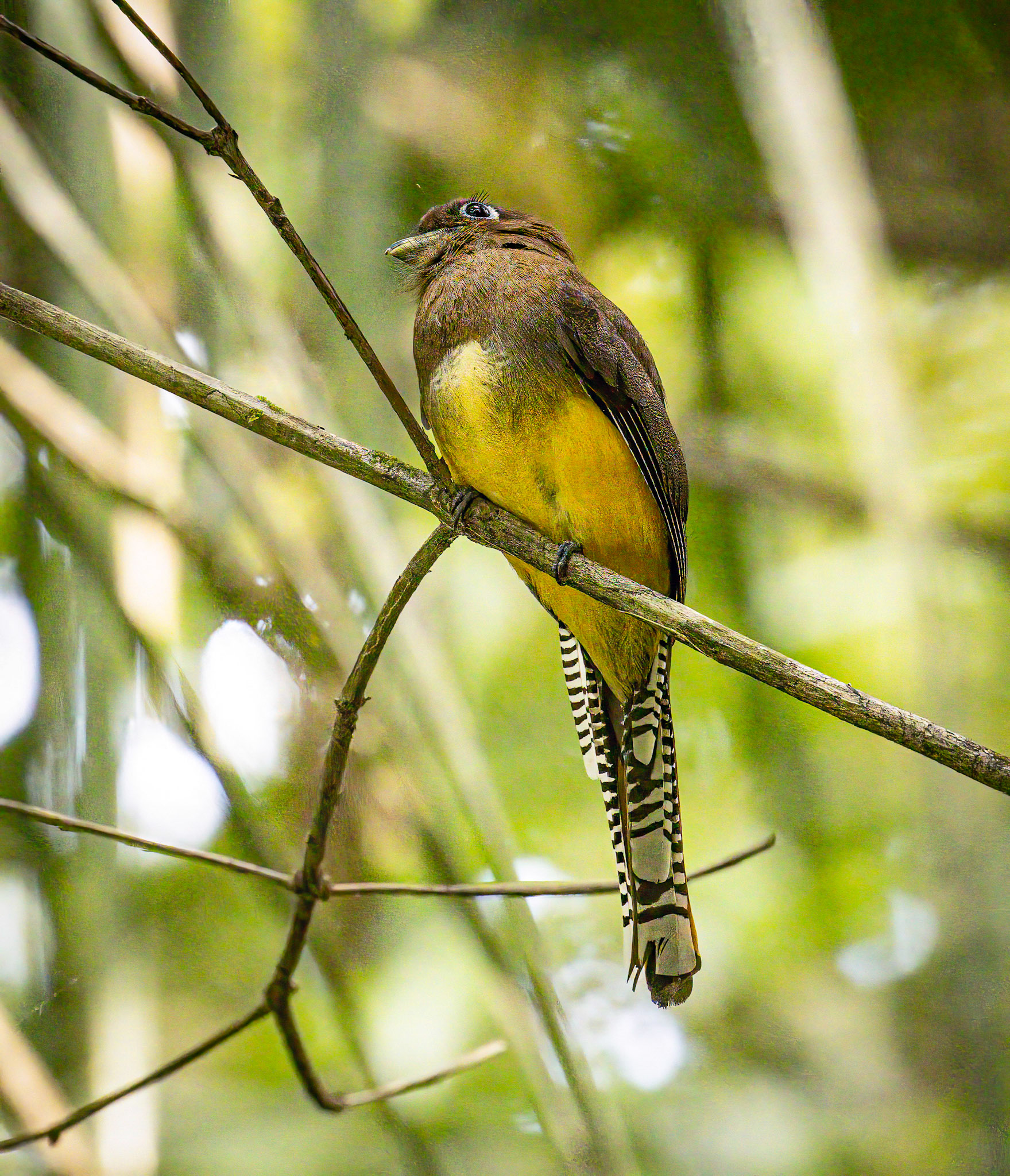 Black-throated Trogon