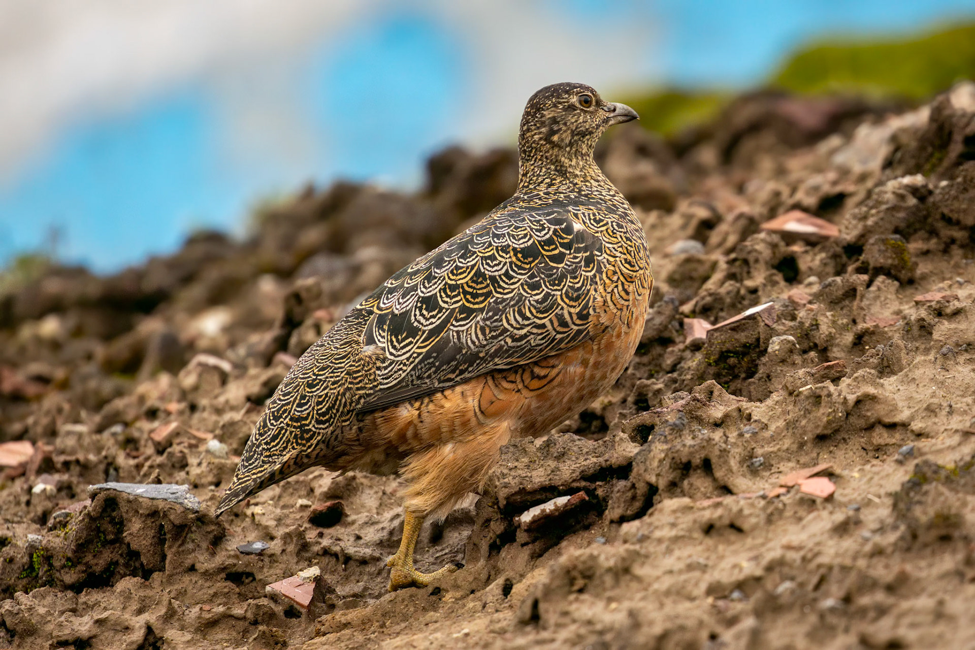 Rufous-bellied Seedsnipe