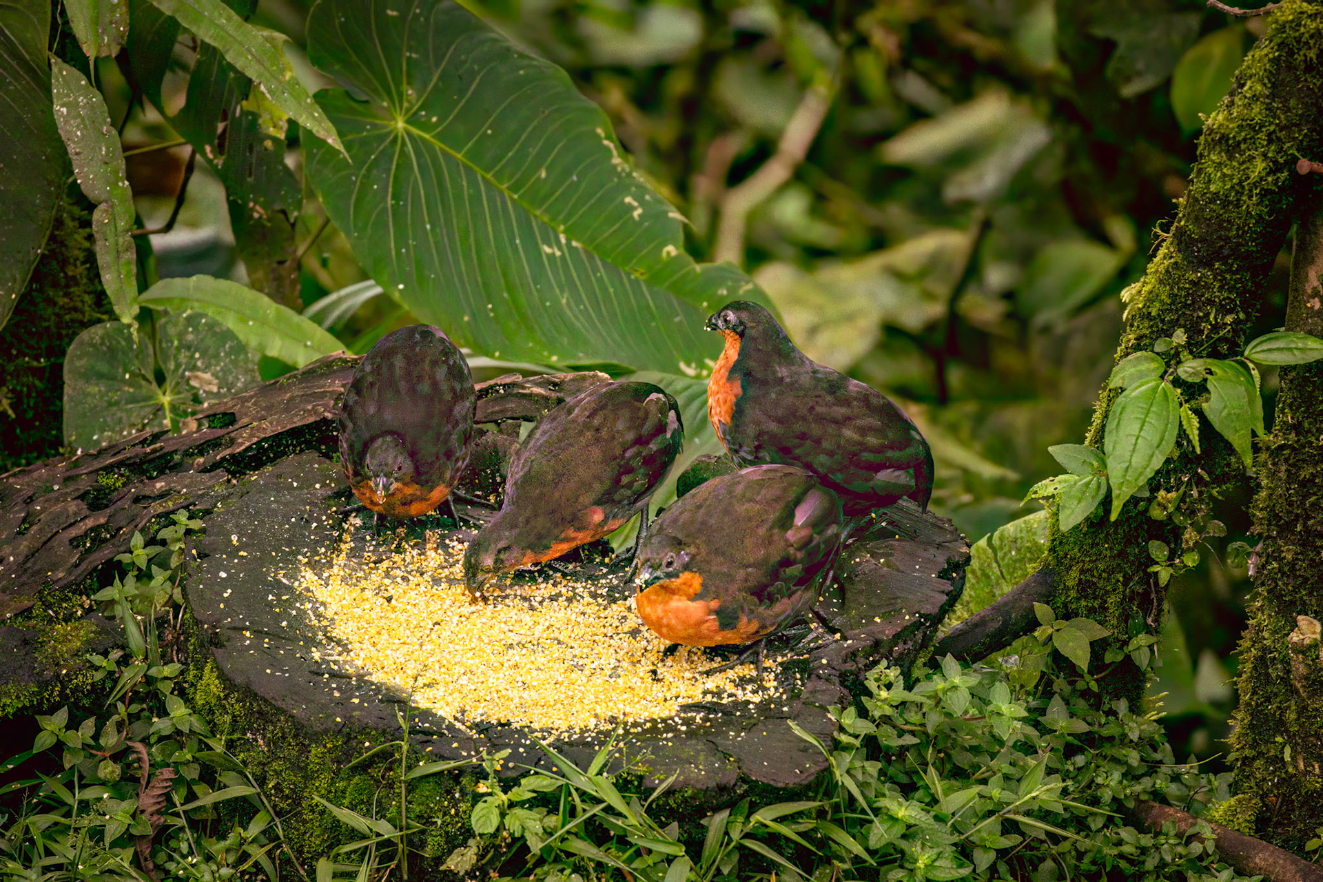 Dark-backed Wood-Quail