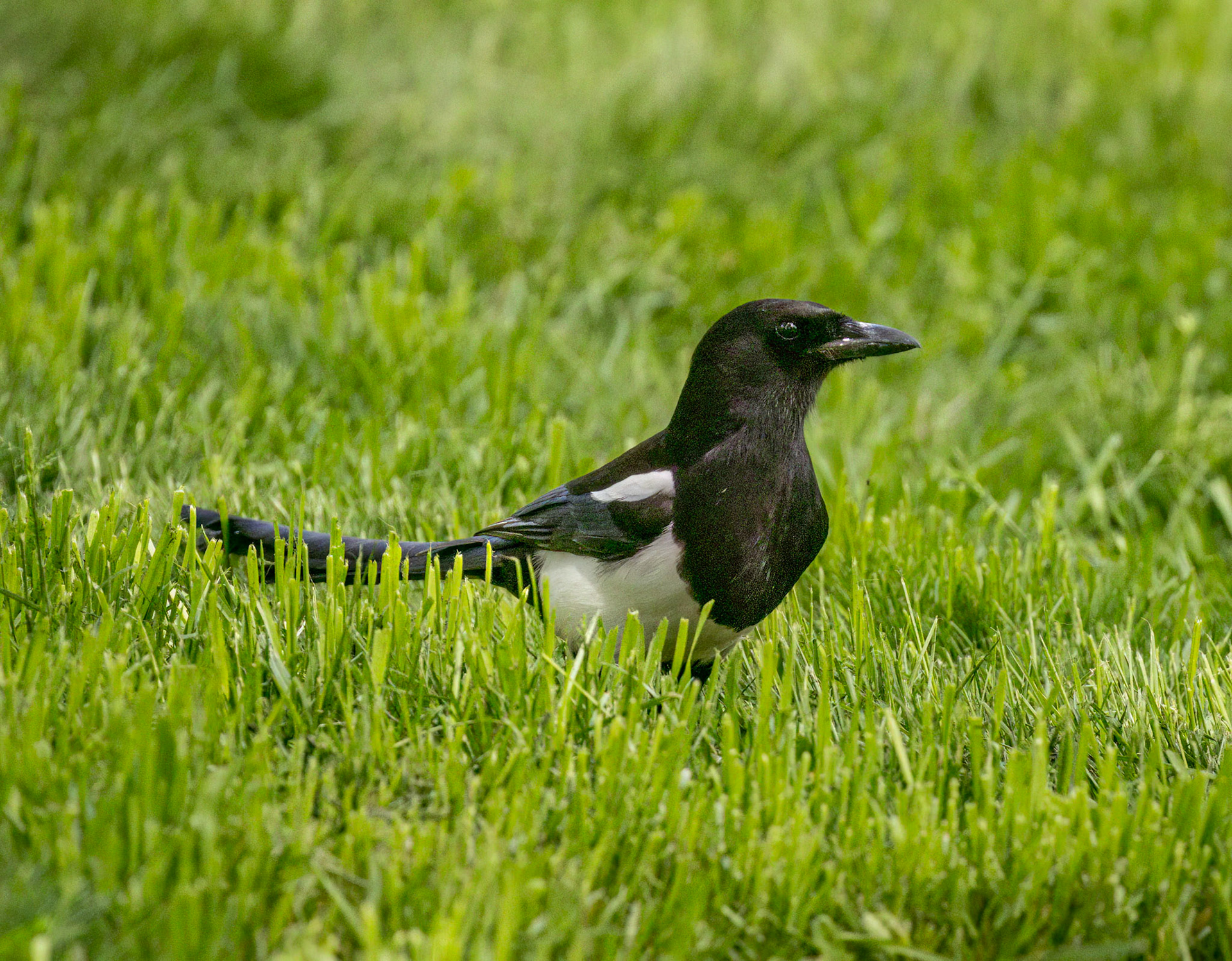 Black-billed Magpie