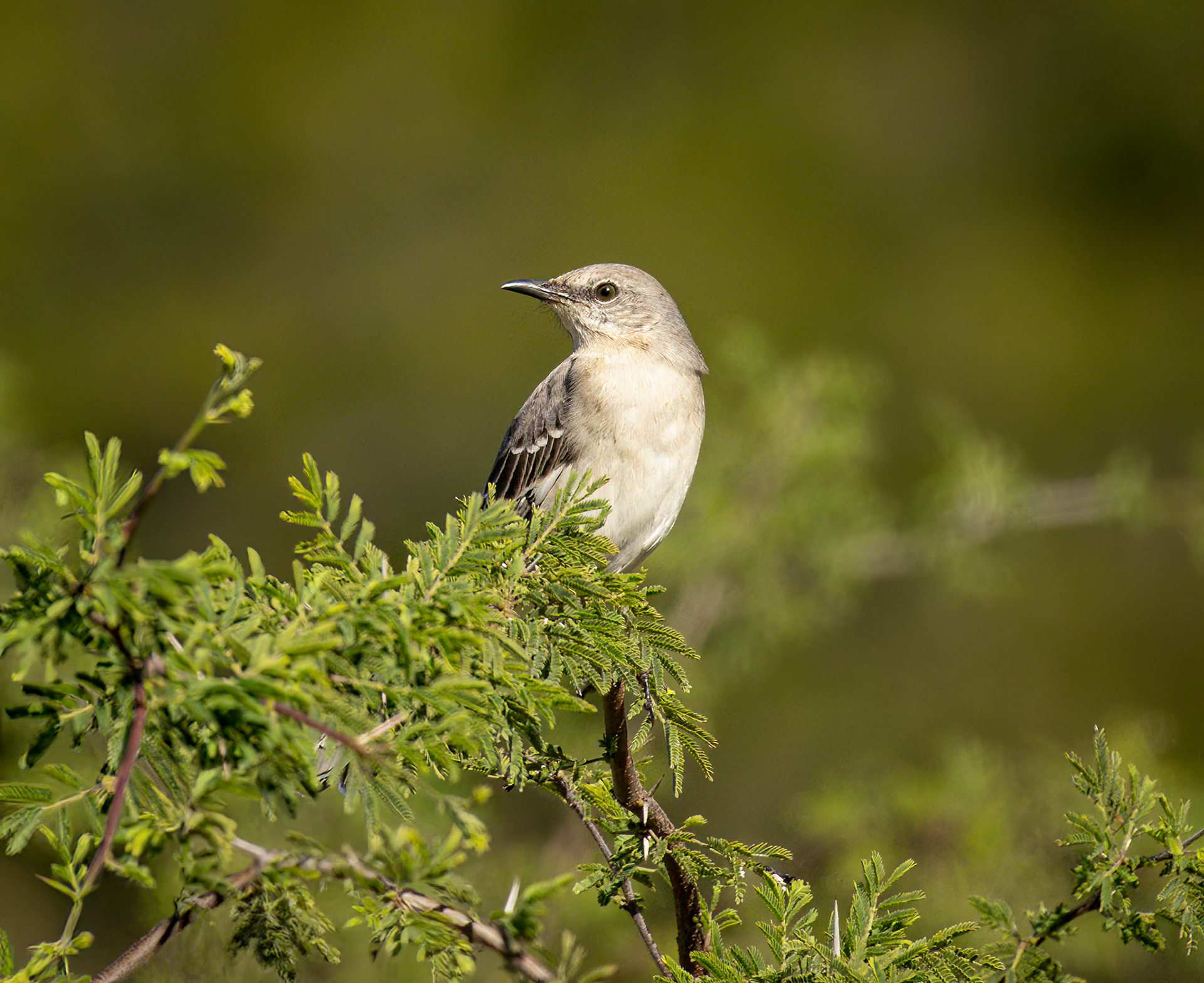 Northern Mockingbird