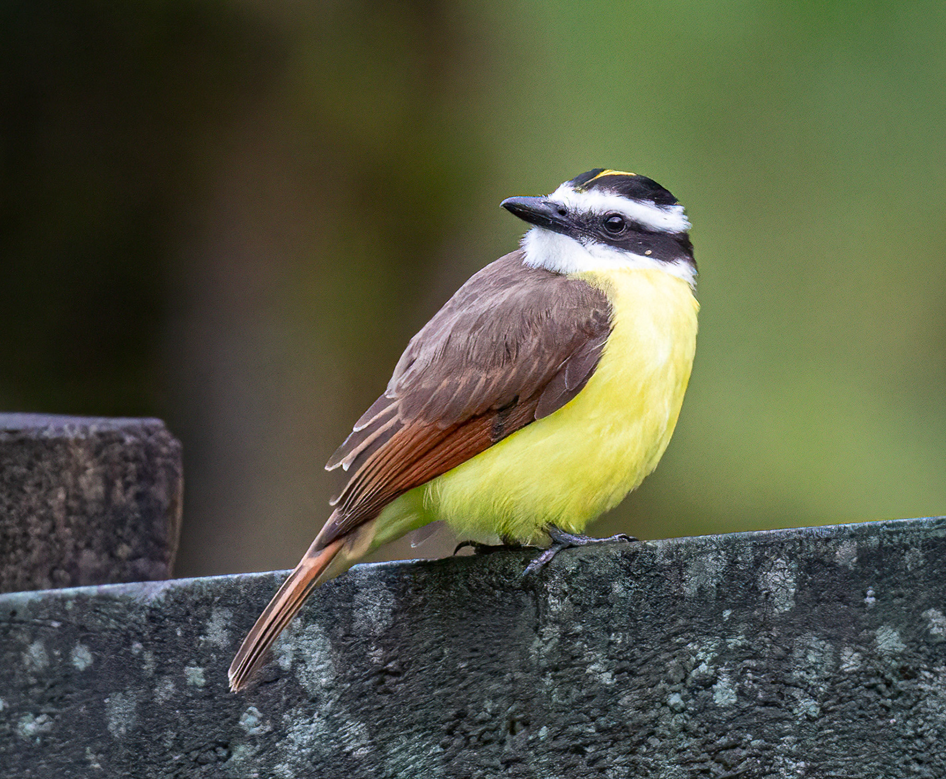 Great Kiskadee