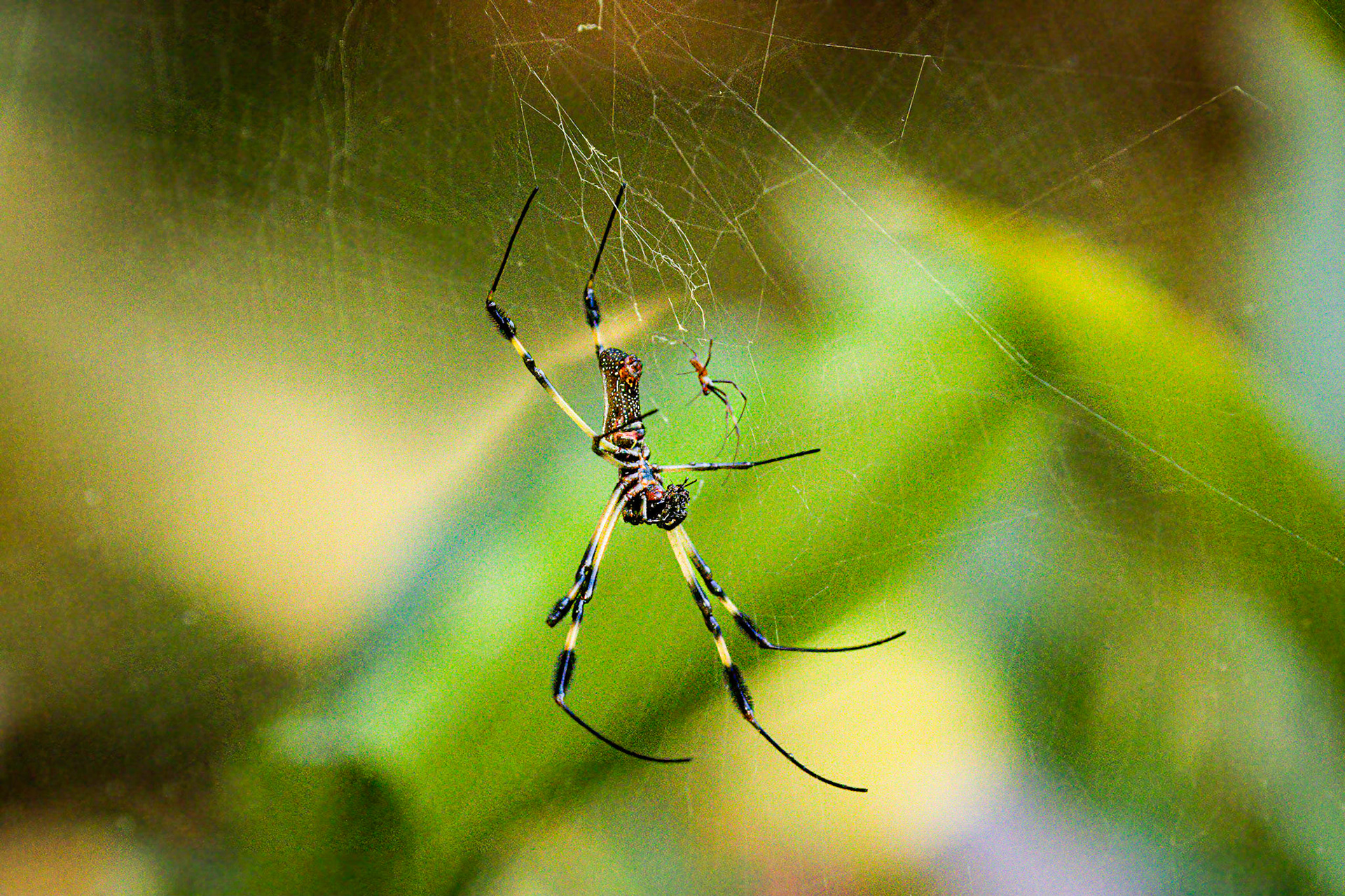 Golden Silk Orb-weaver spider. The tiny male will soon be consumed by the larger female.