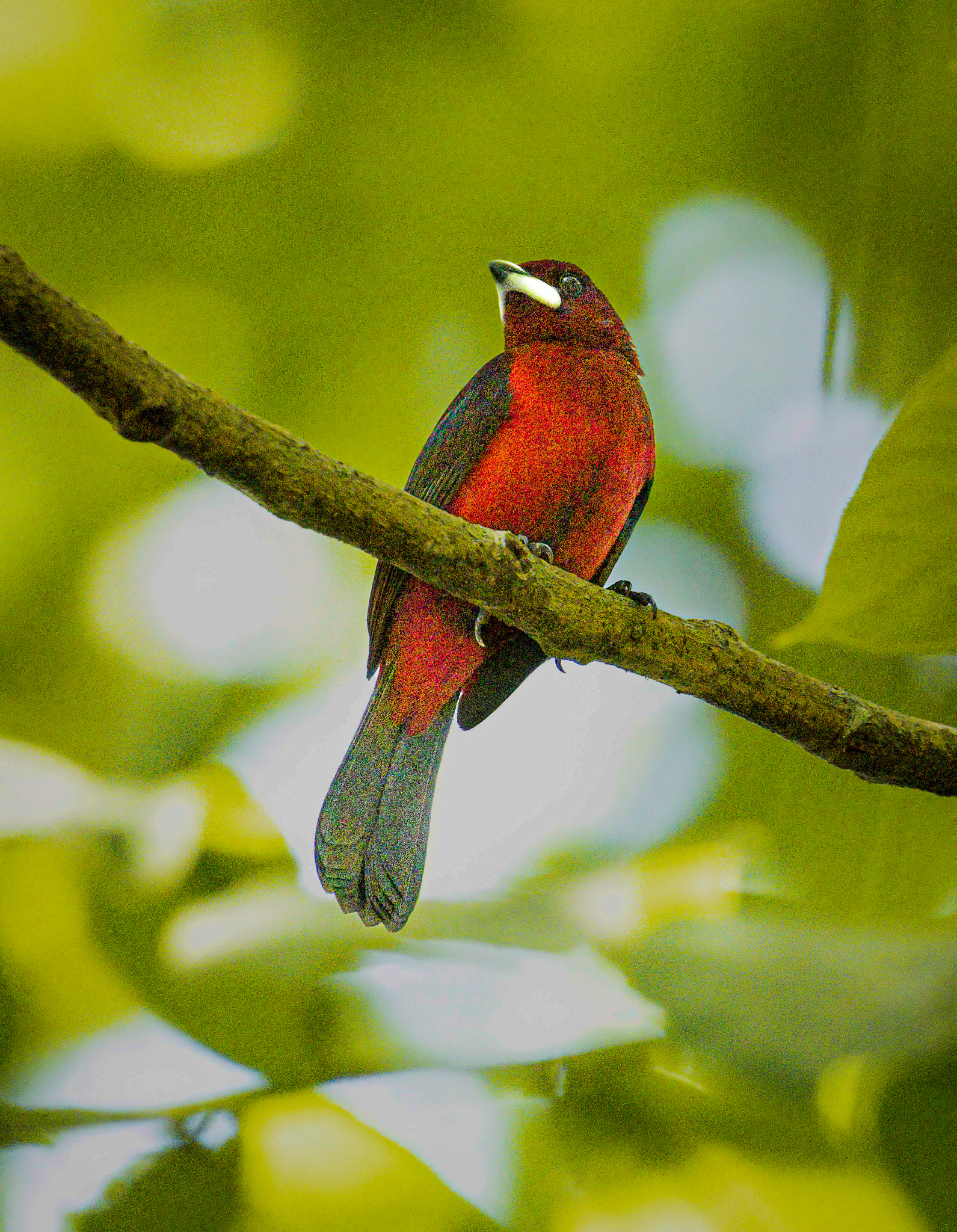 Crimson-backed Tanager