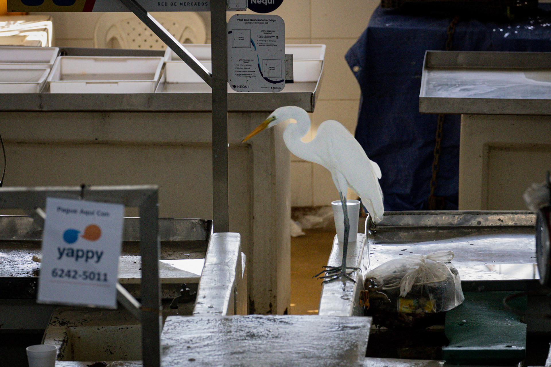 Public fish market (and more)