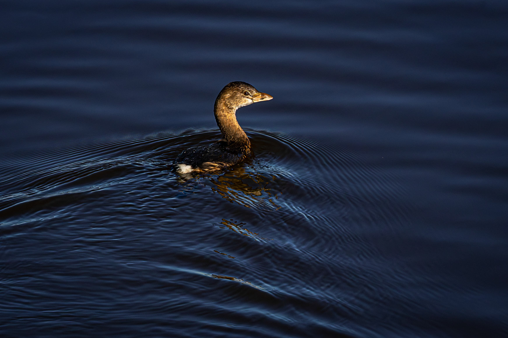 Pied-billed Grebe