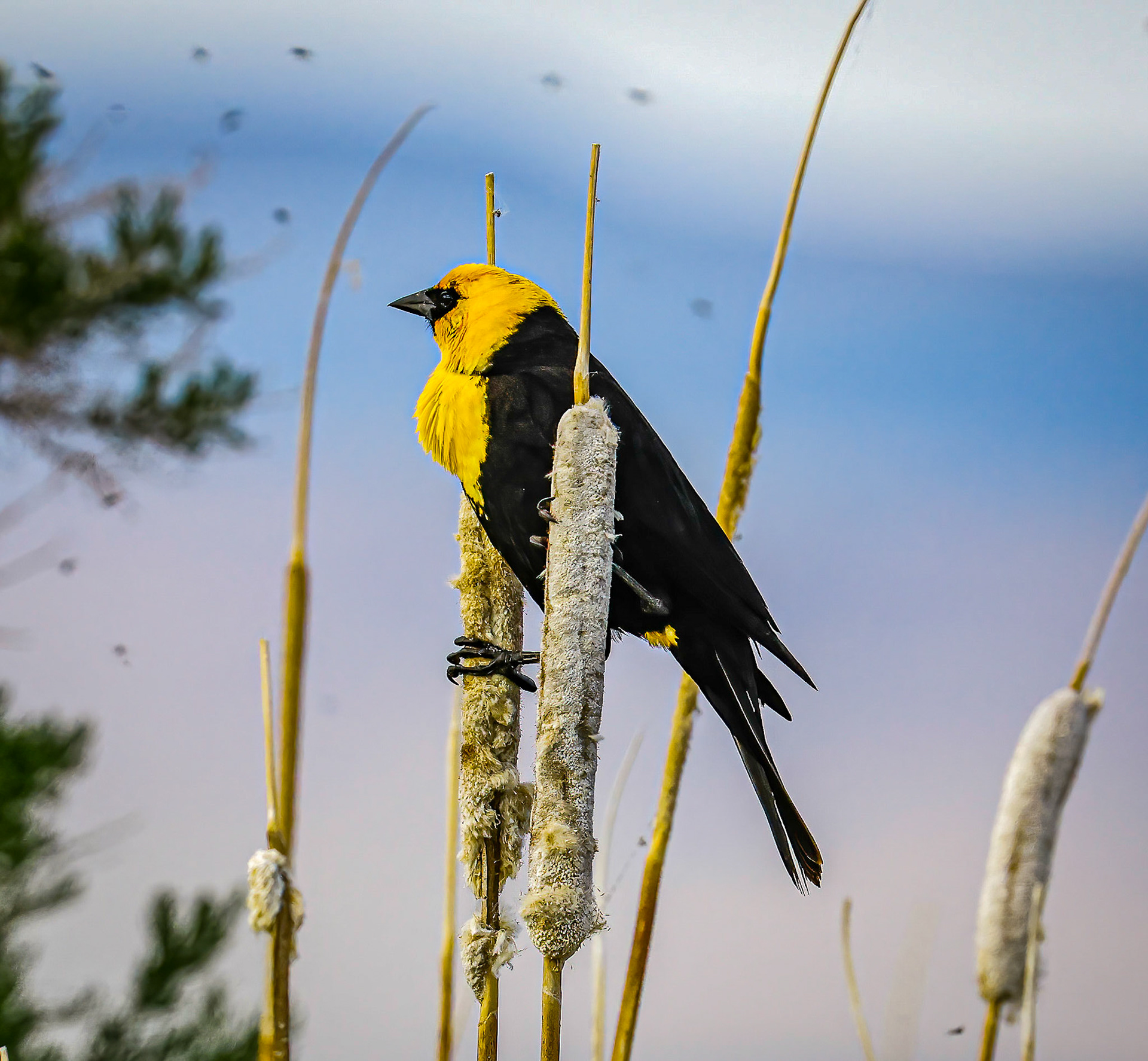 Yellow-headed Blackbird and a few mosquitos