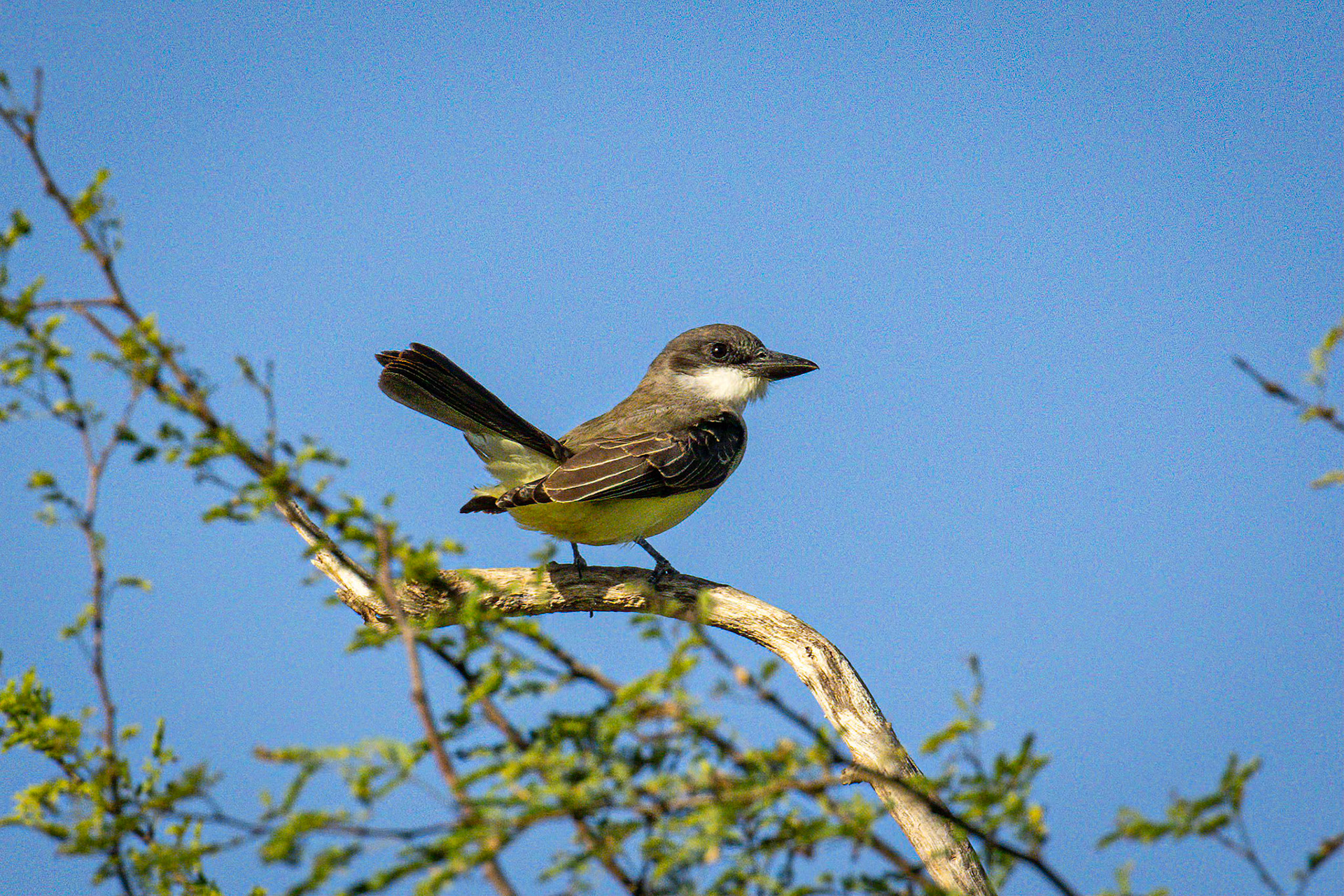 Thick-billed Kingbird