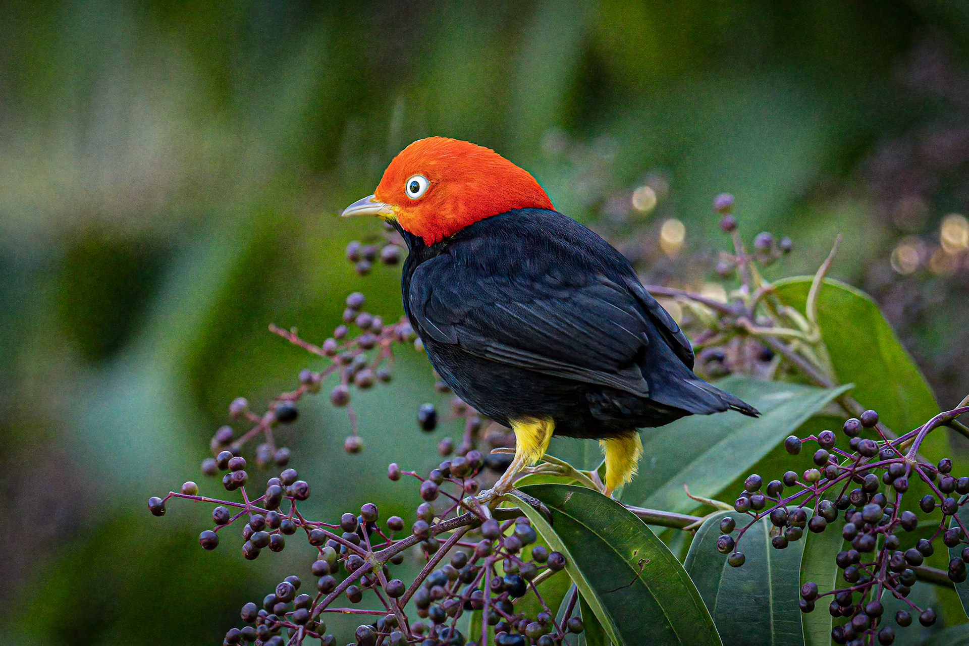 Red-capped Manakin