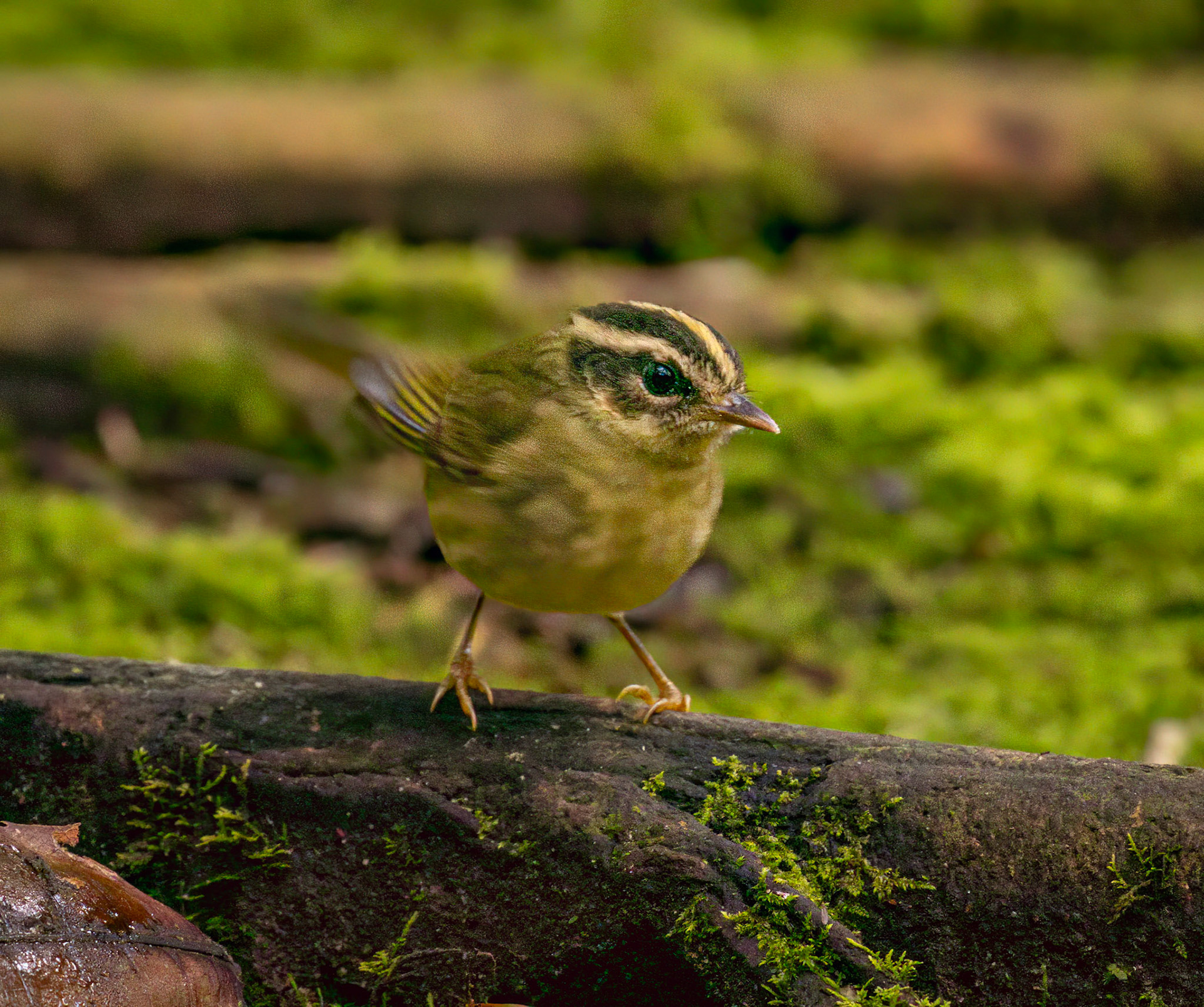 Three-striped warbler