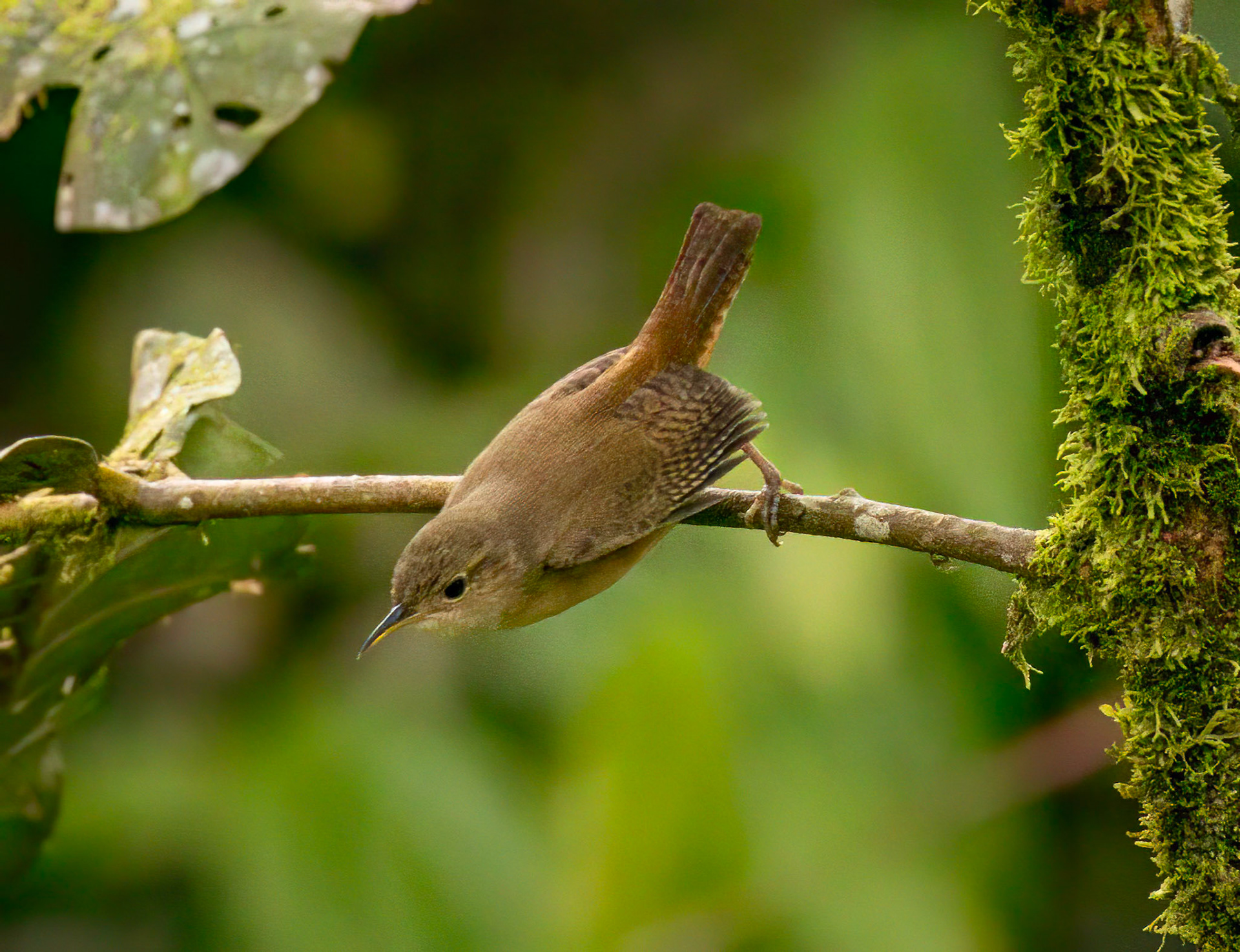 Southern House Wren