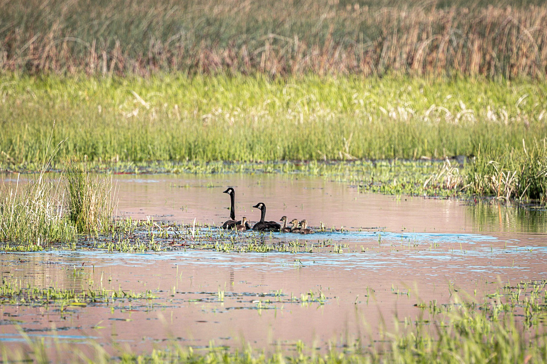 Canada Goose with Goslings