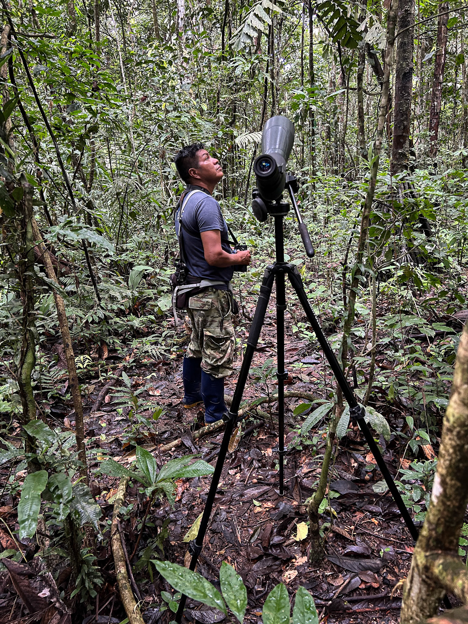 Birding the Sani Lodge Forest