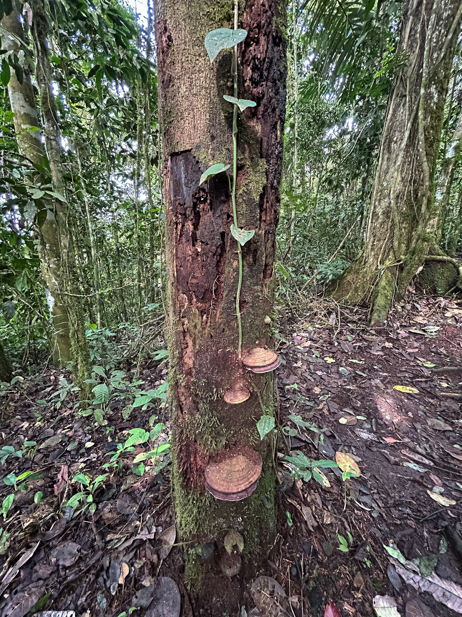 Birding Wild Sumaco Lodge &amp; Reserve