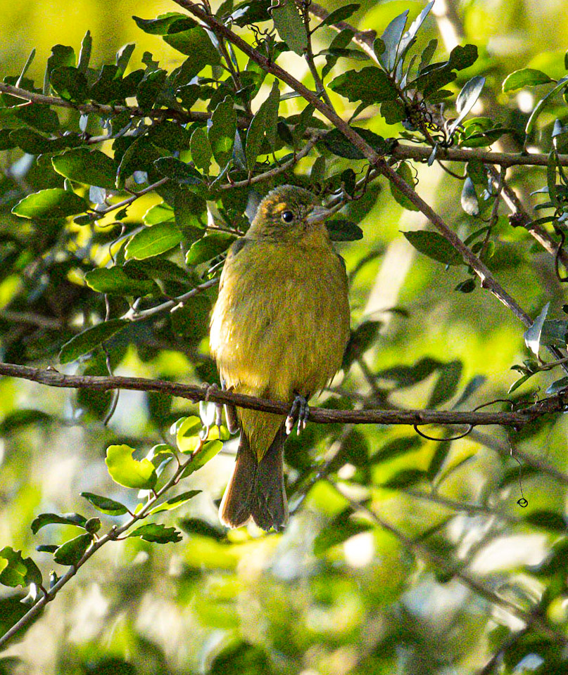 Painted bunting