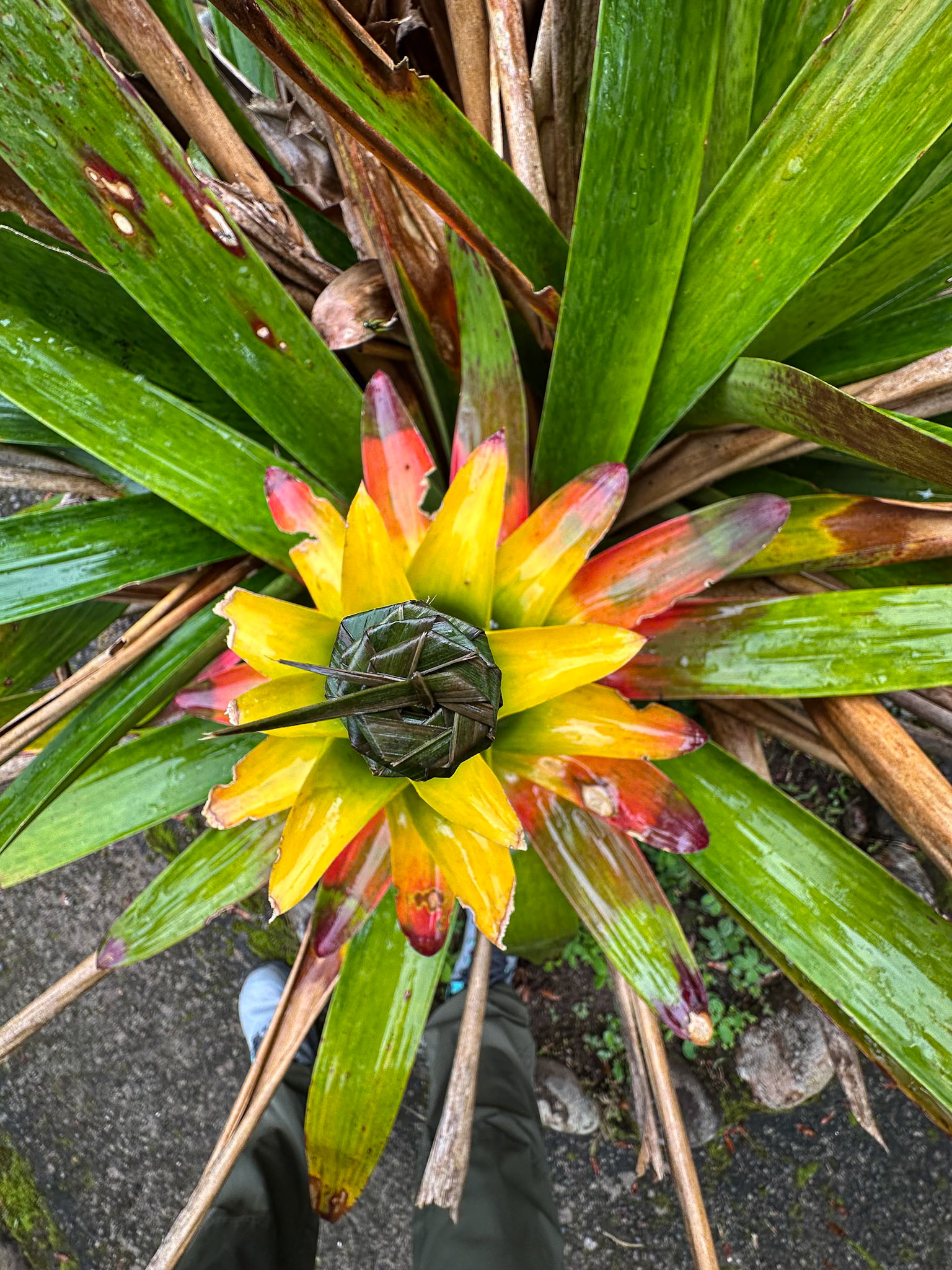 Gusmania Bromeliad