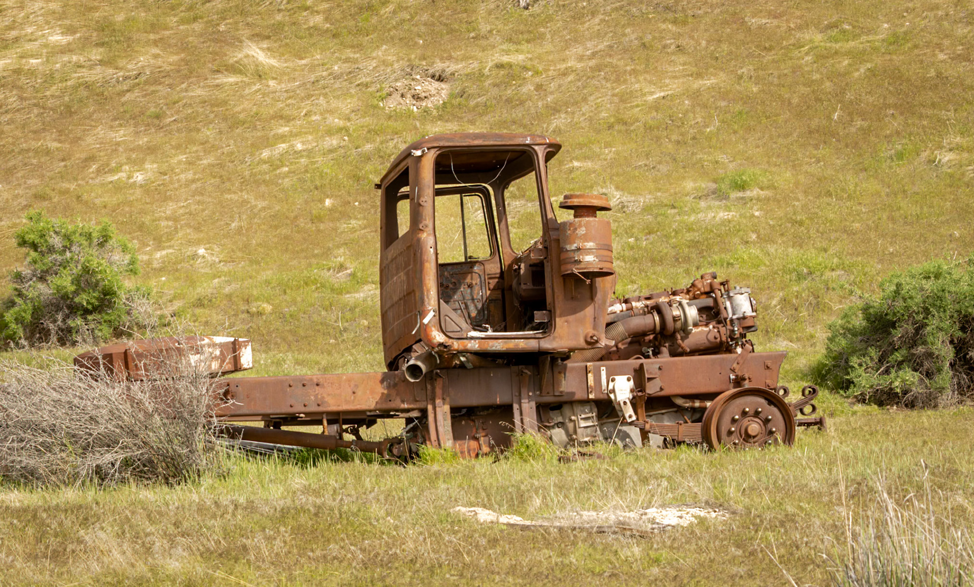 Detail near den of Burrowoing Owl