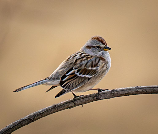 American Tree Sparrow