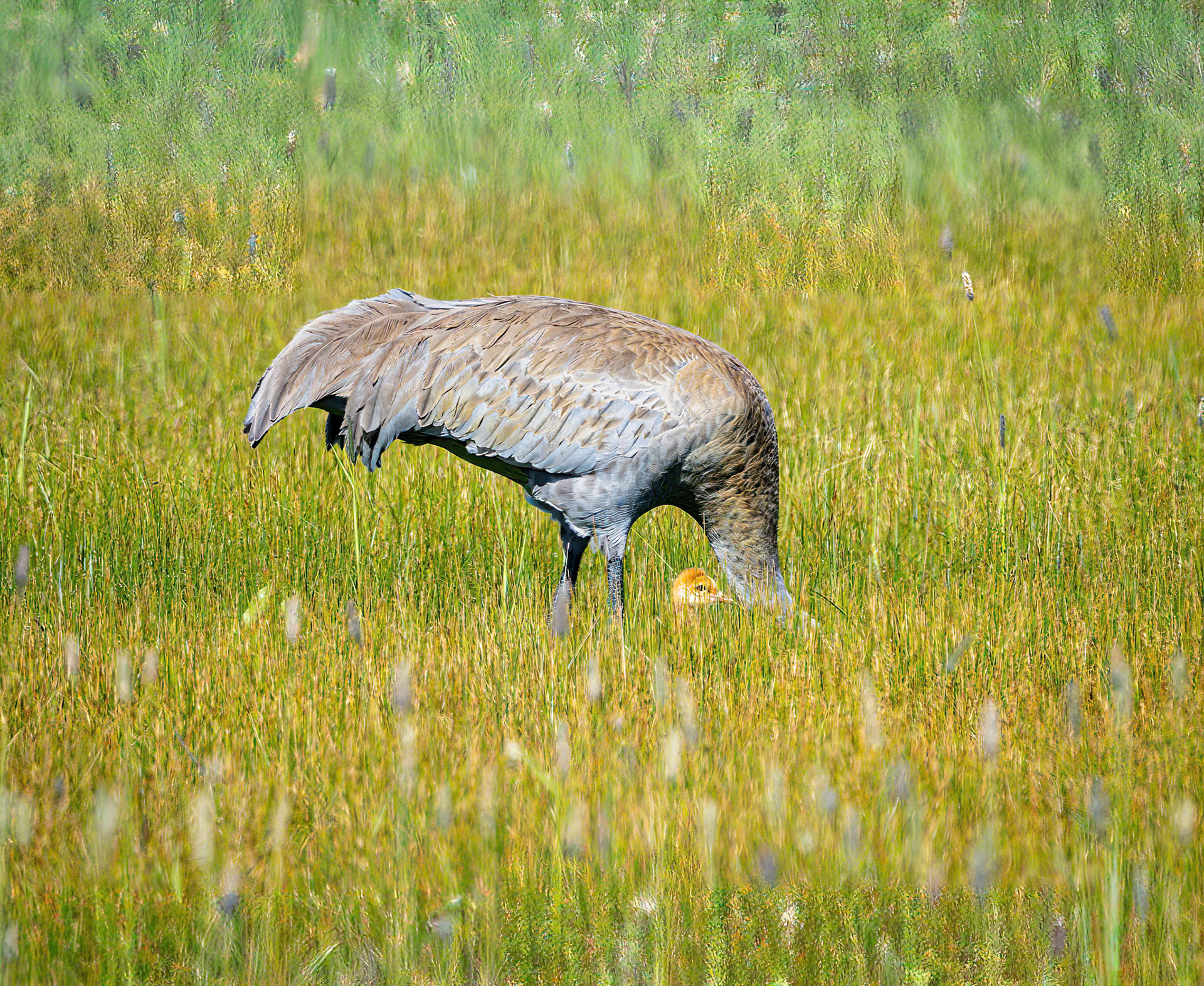 Sandhill Crane with colt