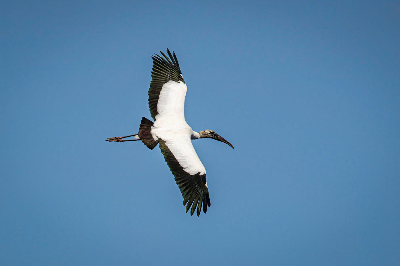 Wood Stork
