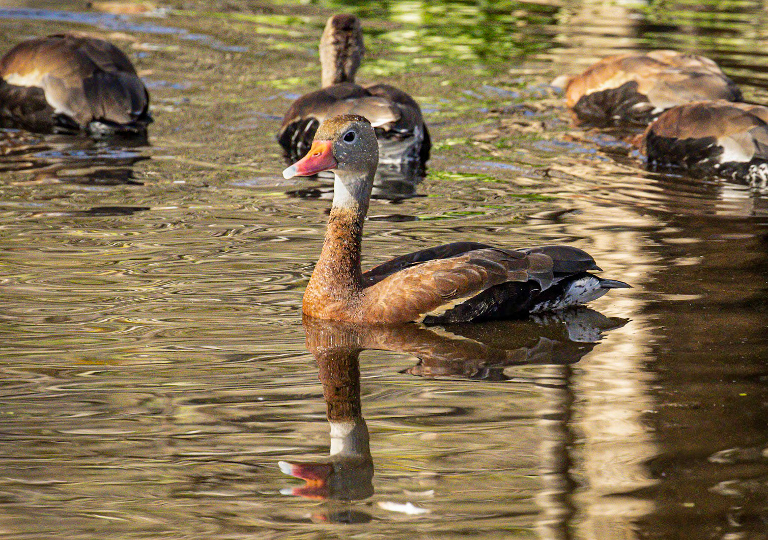 Black-bellied Whistling Duck