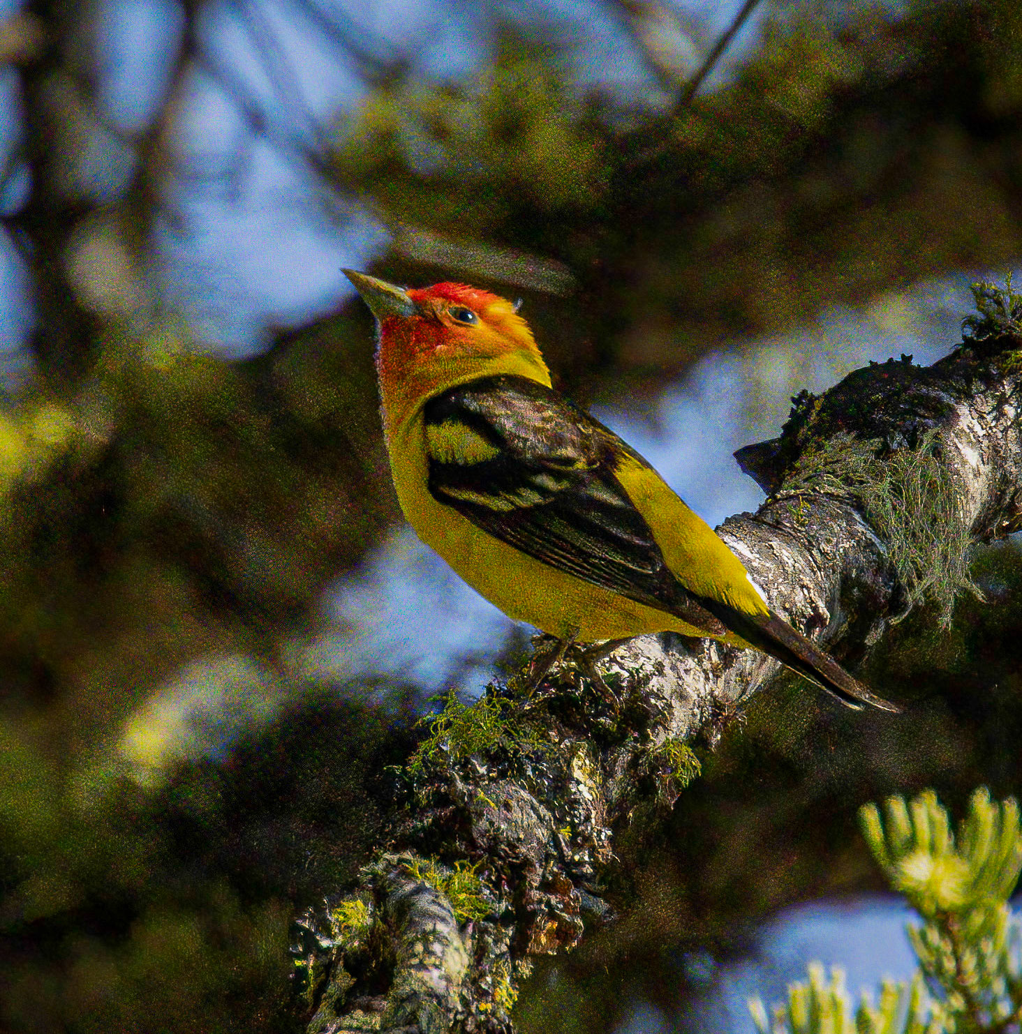 Western Tanager