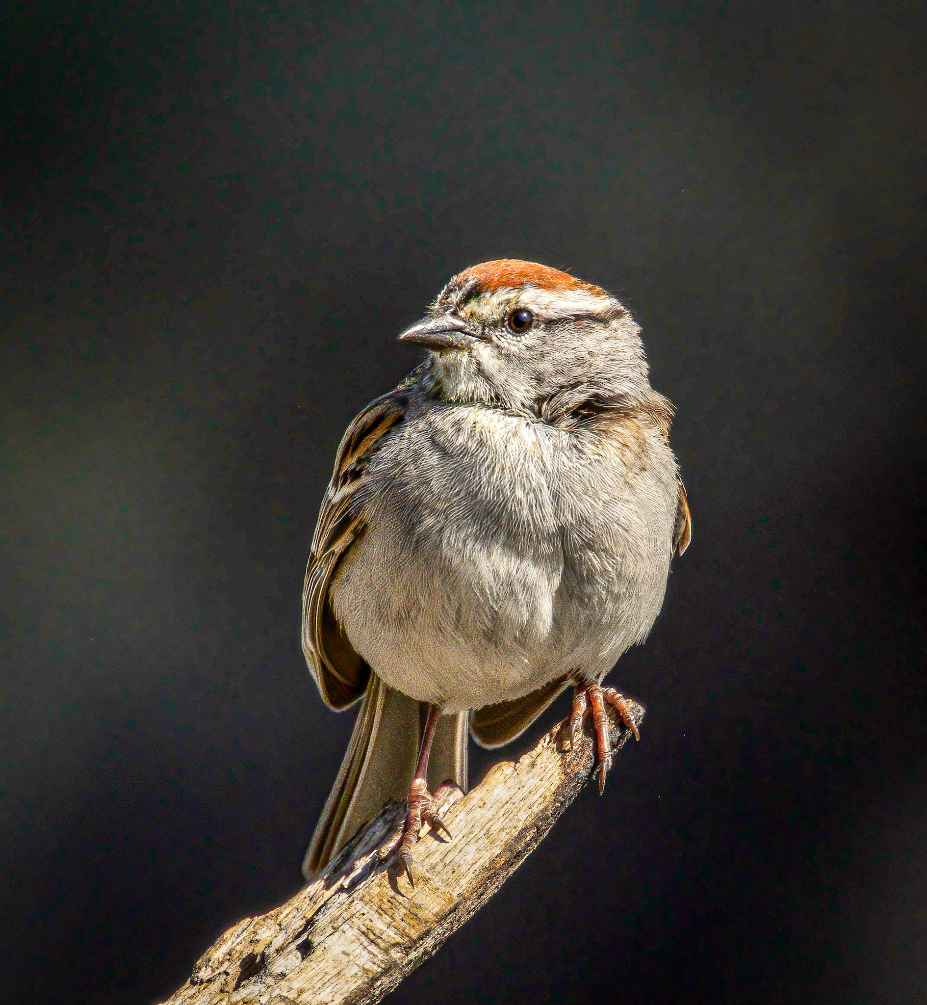 Chipping Sparrow