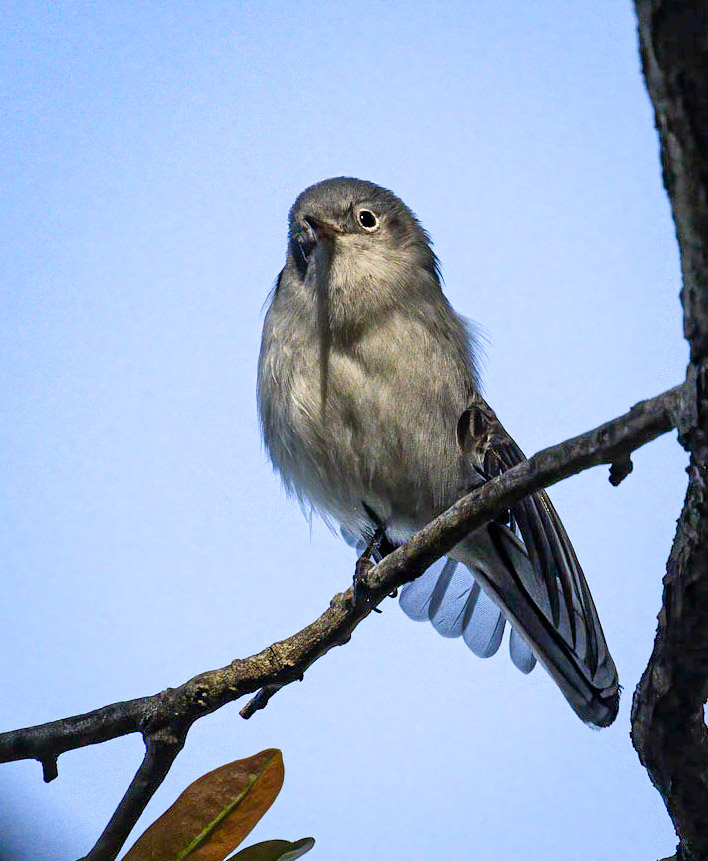 Blue-gray Gnatcatcher