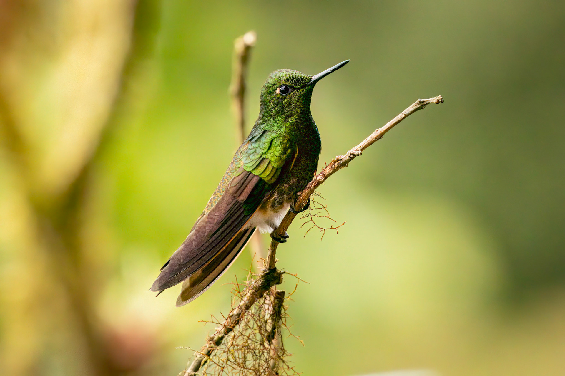 Buff-tailed Coronet